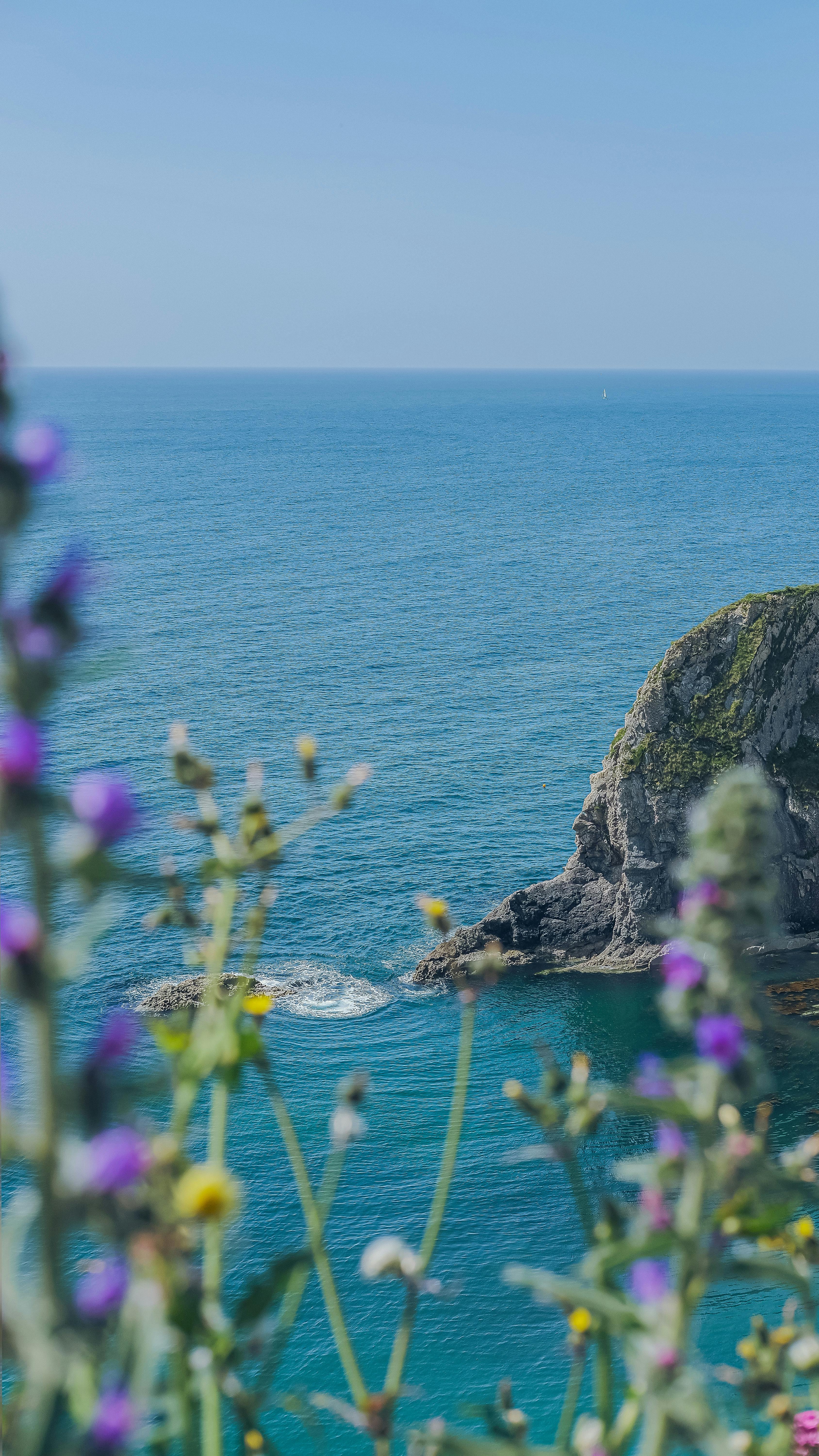 Flowers over Sea Coast · Free
