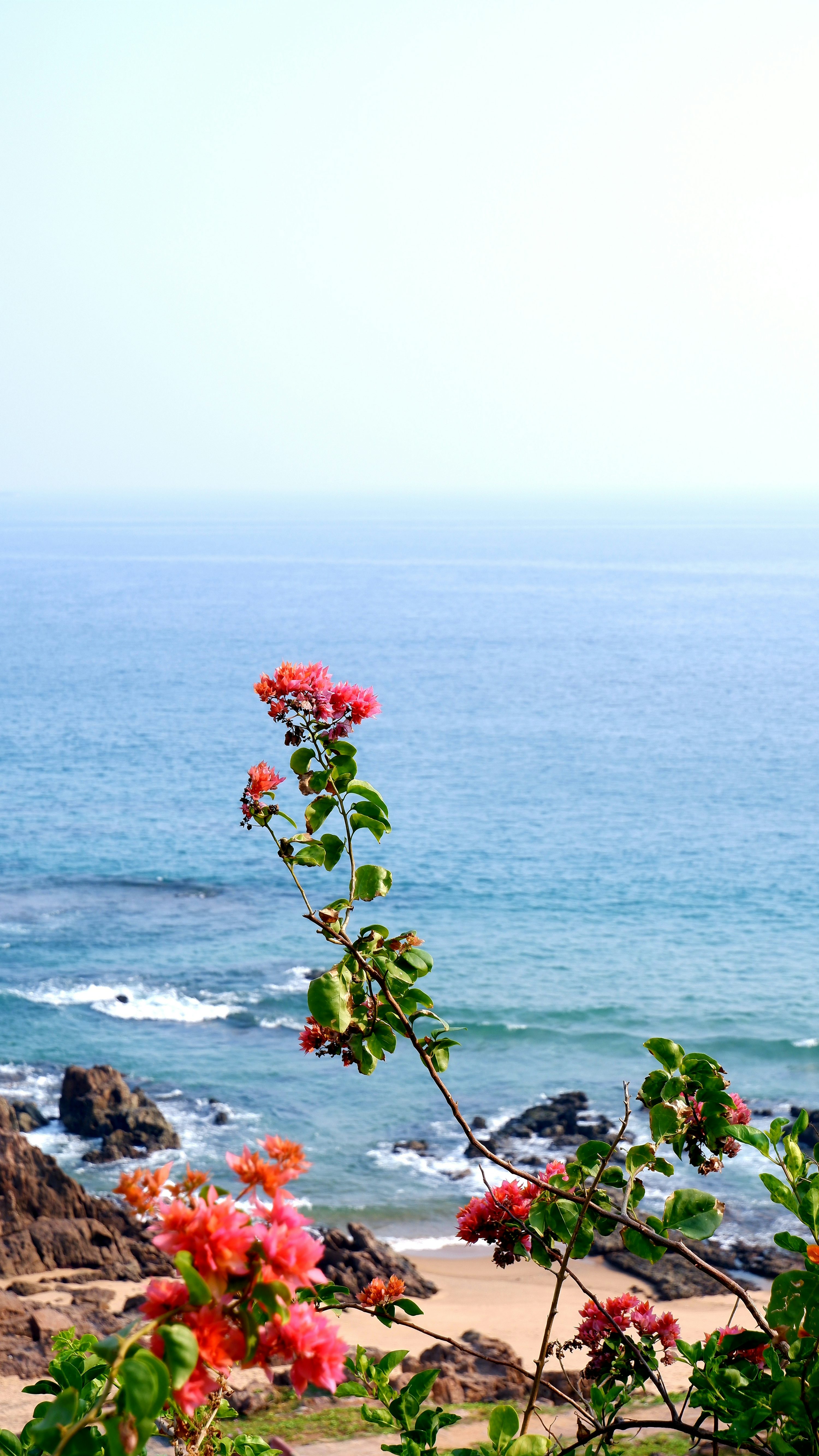 Flowers bloom by the ocean. photo
