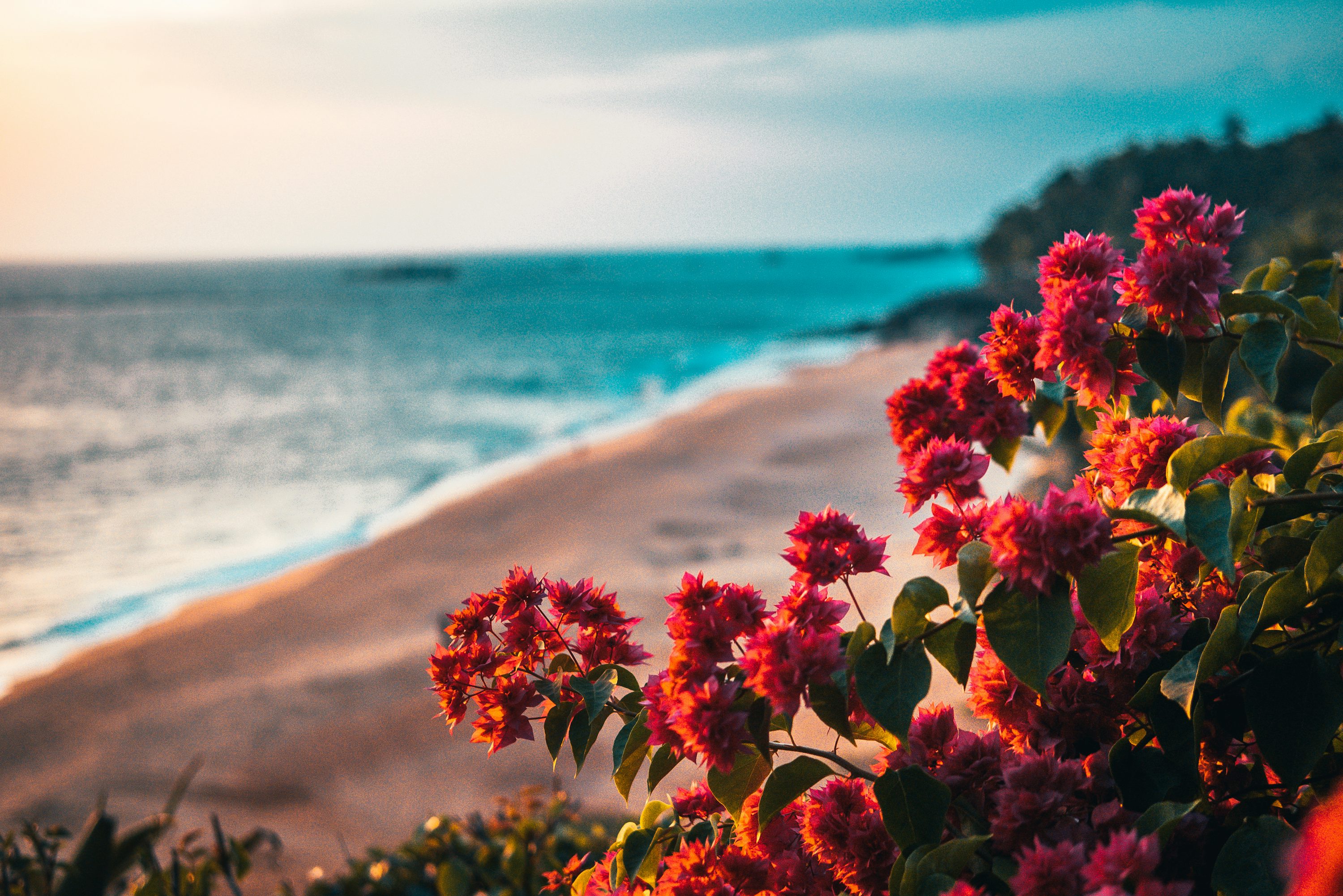 Beach Flower Picture. Download Free Image