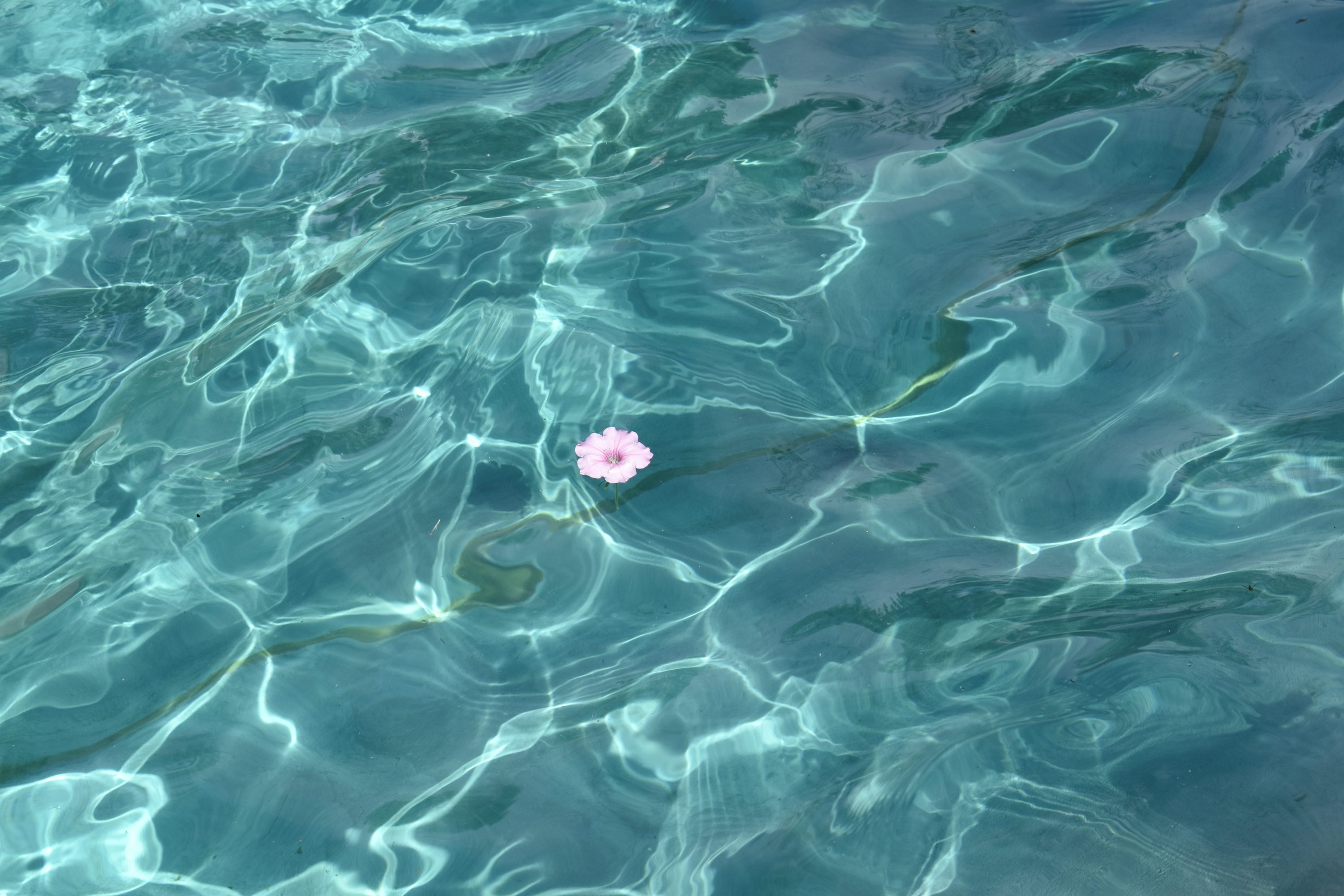 Water Flowers Picture. Download Free Image