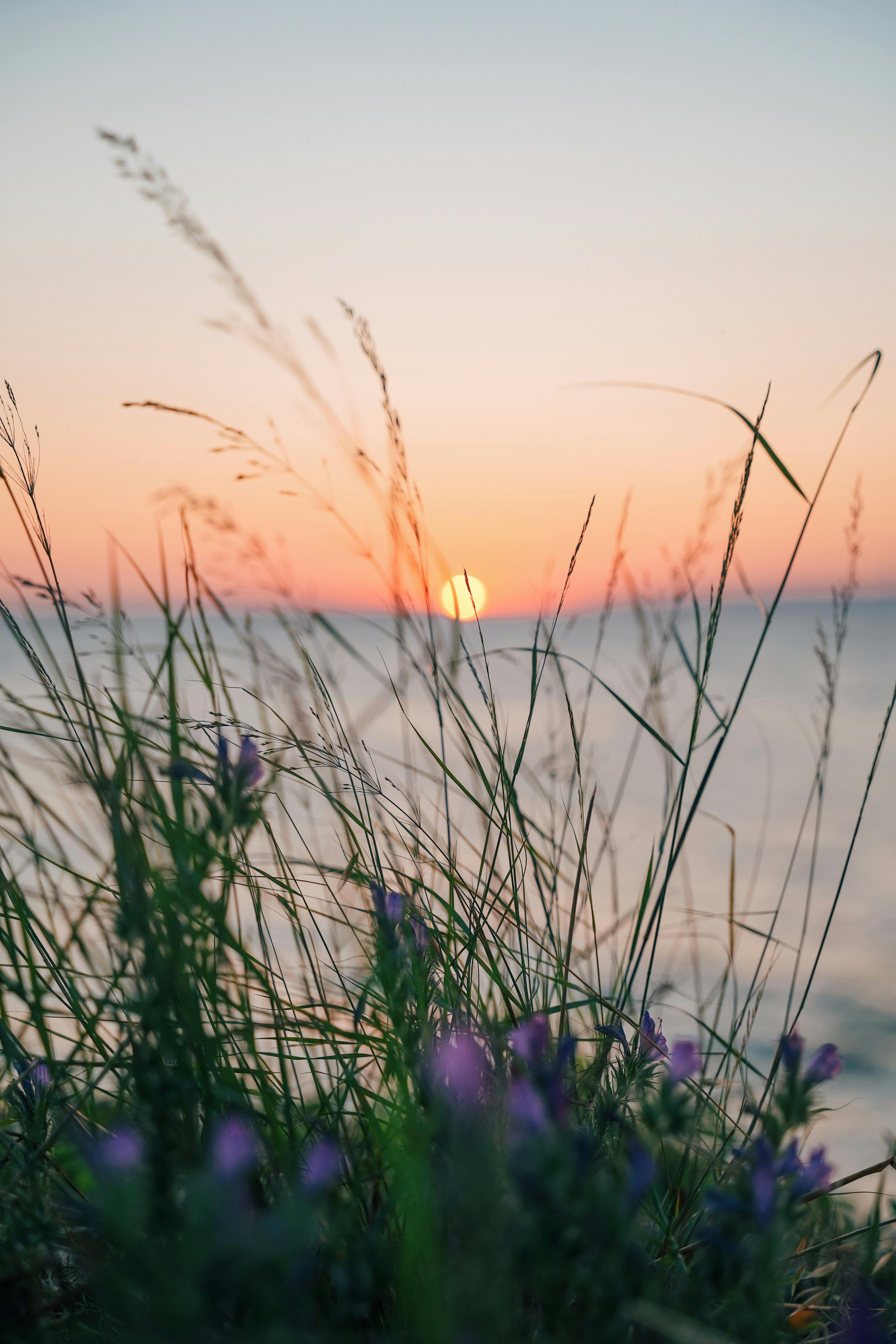 Pink Sunset Over the Sea Visible Behind the Grass and Flowers · Free