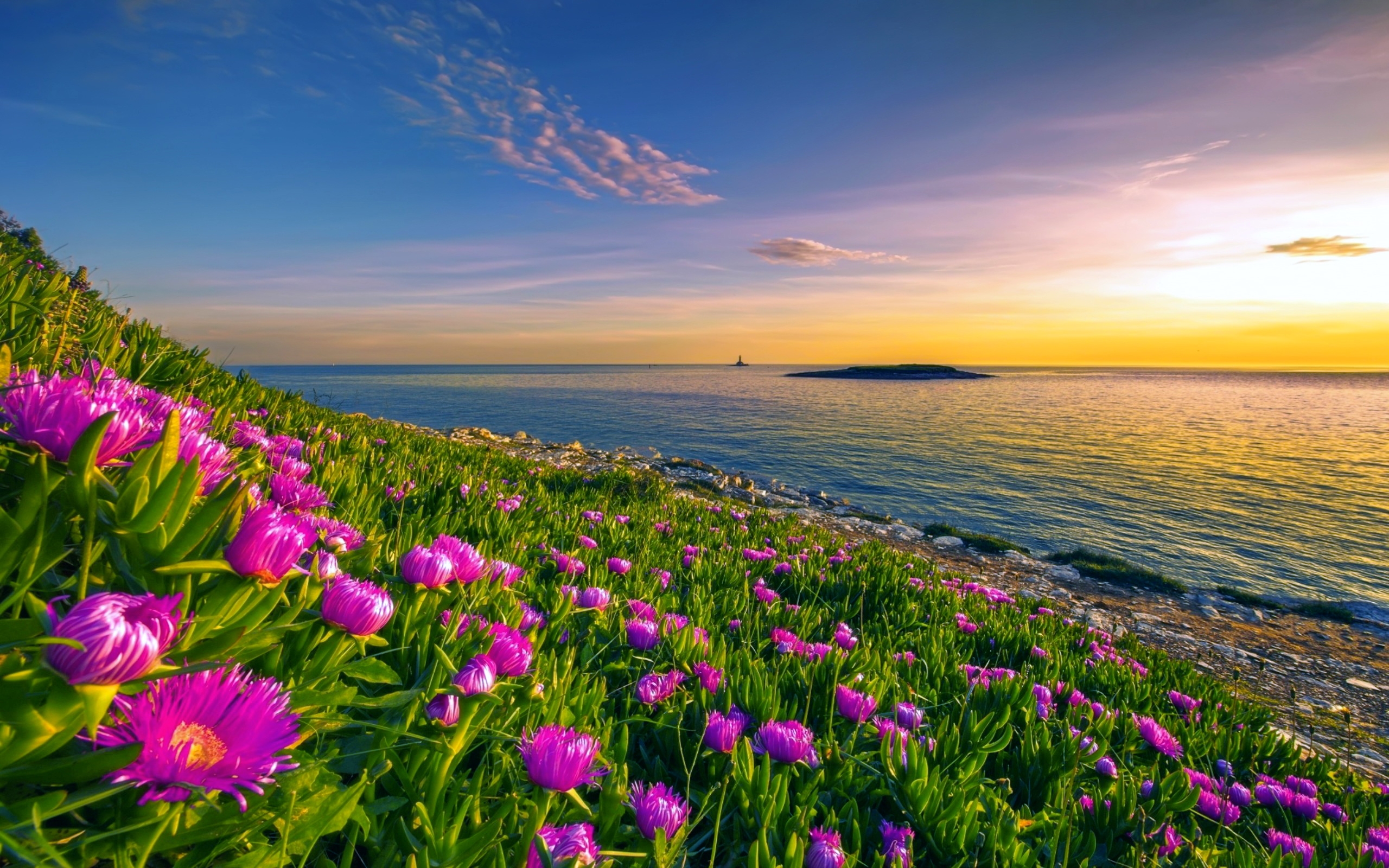 Serene Ocean Horizon: HD Wallpaper of Pink Flowers