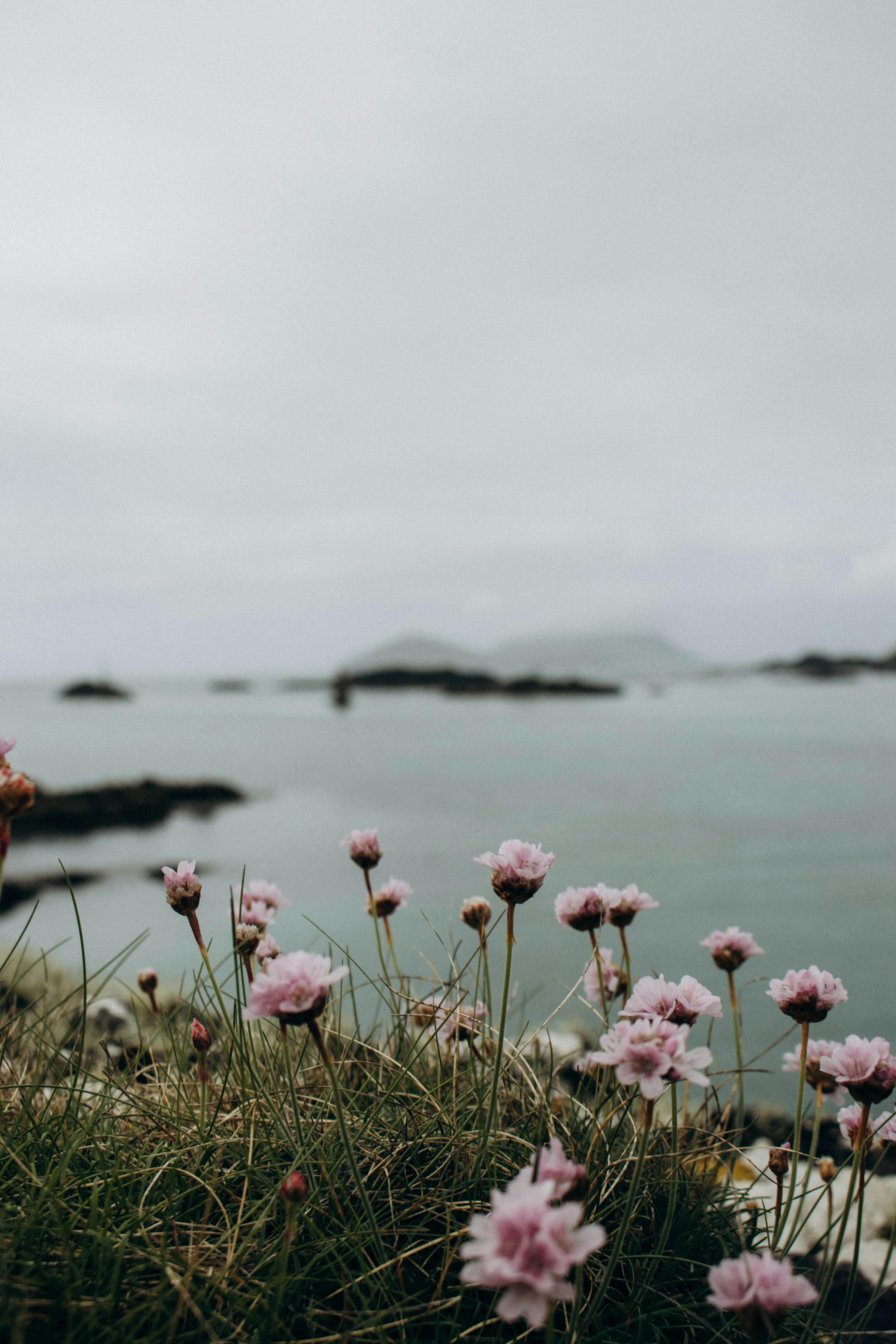 Flowers on the Sea Shore · Free
