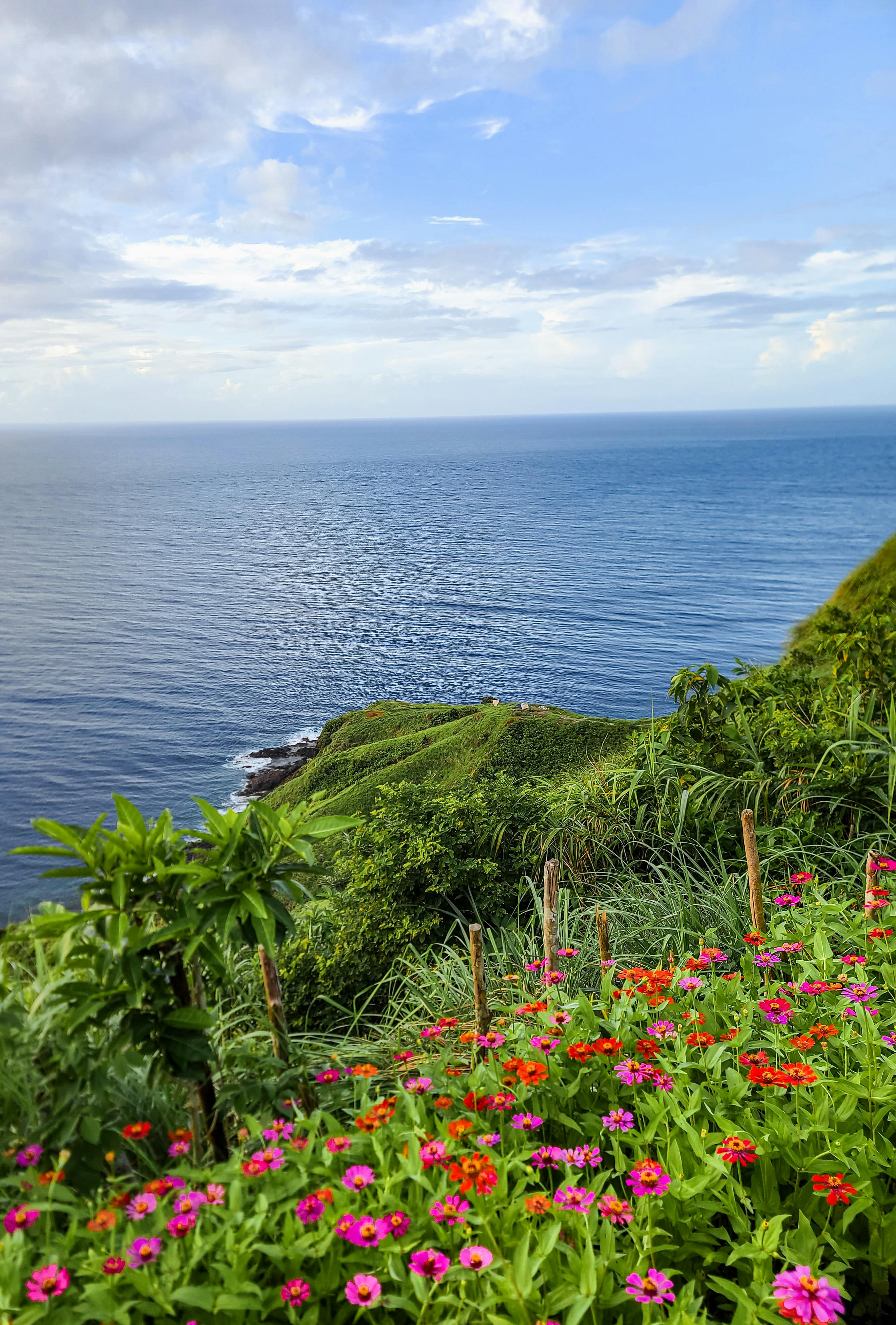 Flowers on Sea Shore · Free