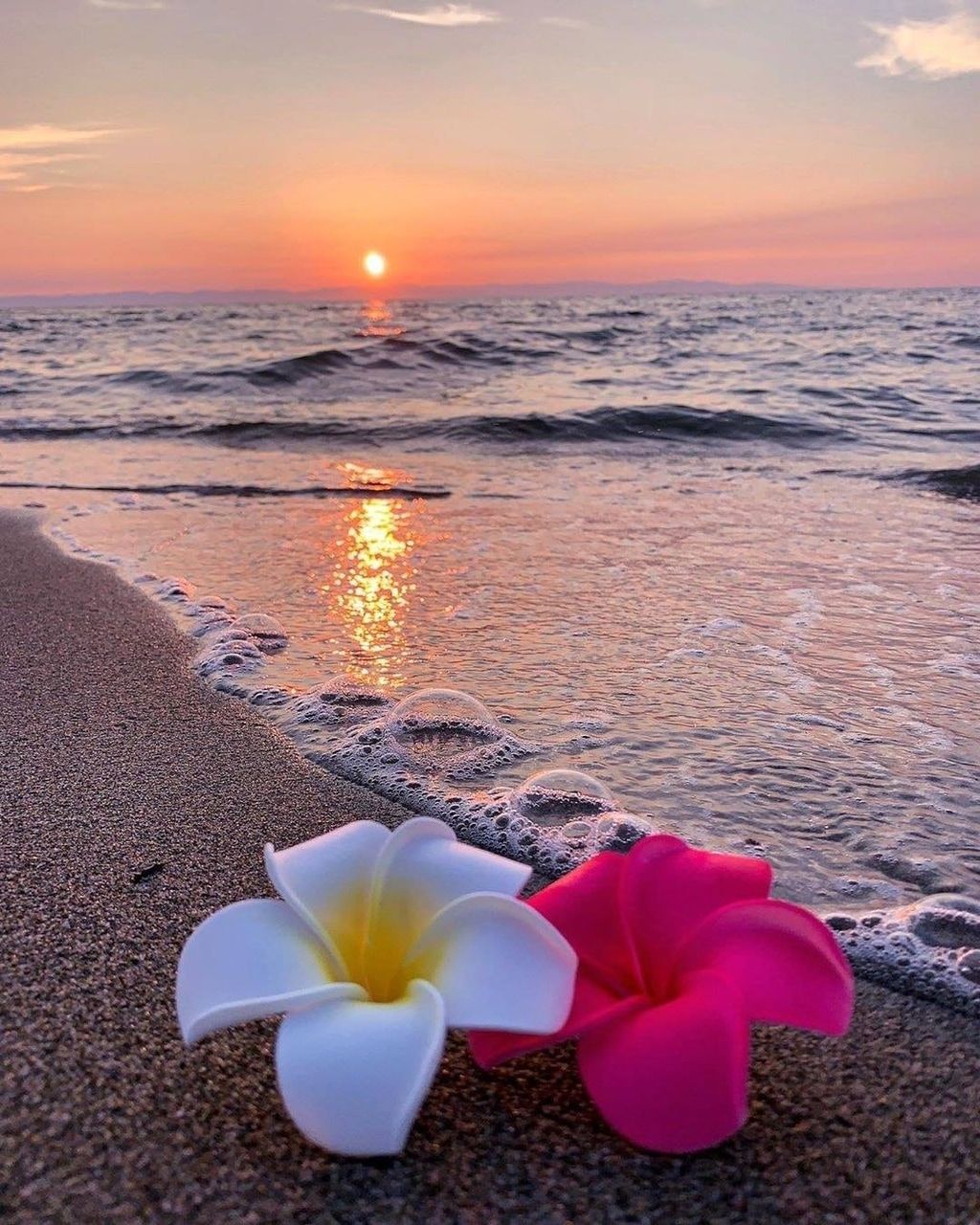 Flower On Beach Wallpaper, HD Flower On Beach Background on WallpaperBat