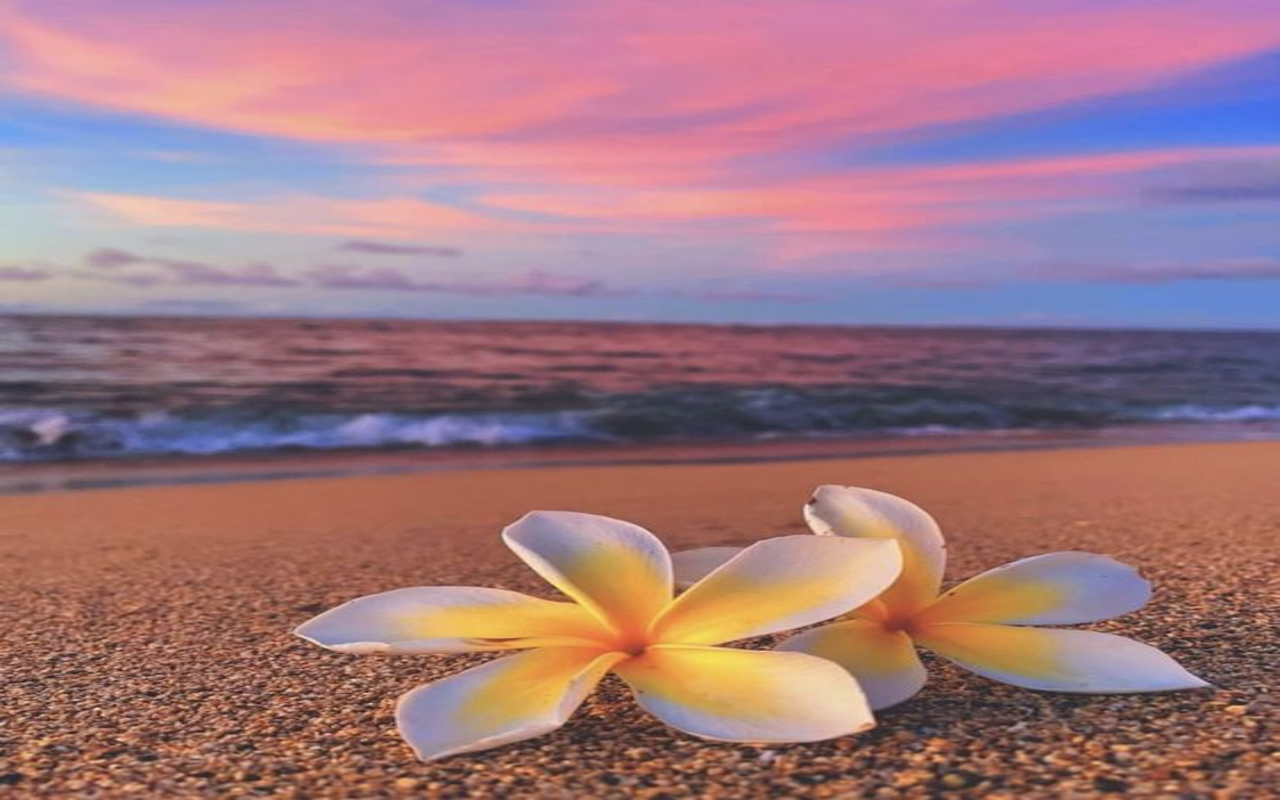 plumeria flower on the beach wallpaper Web Store