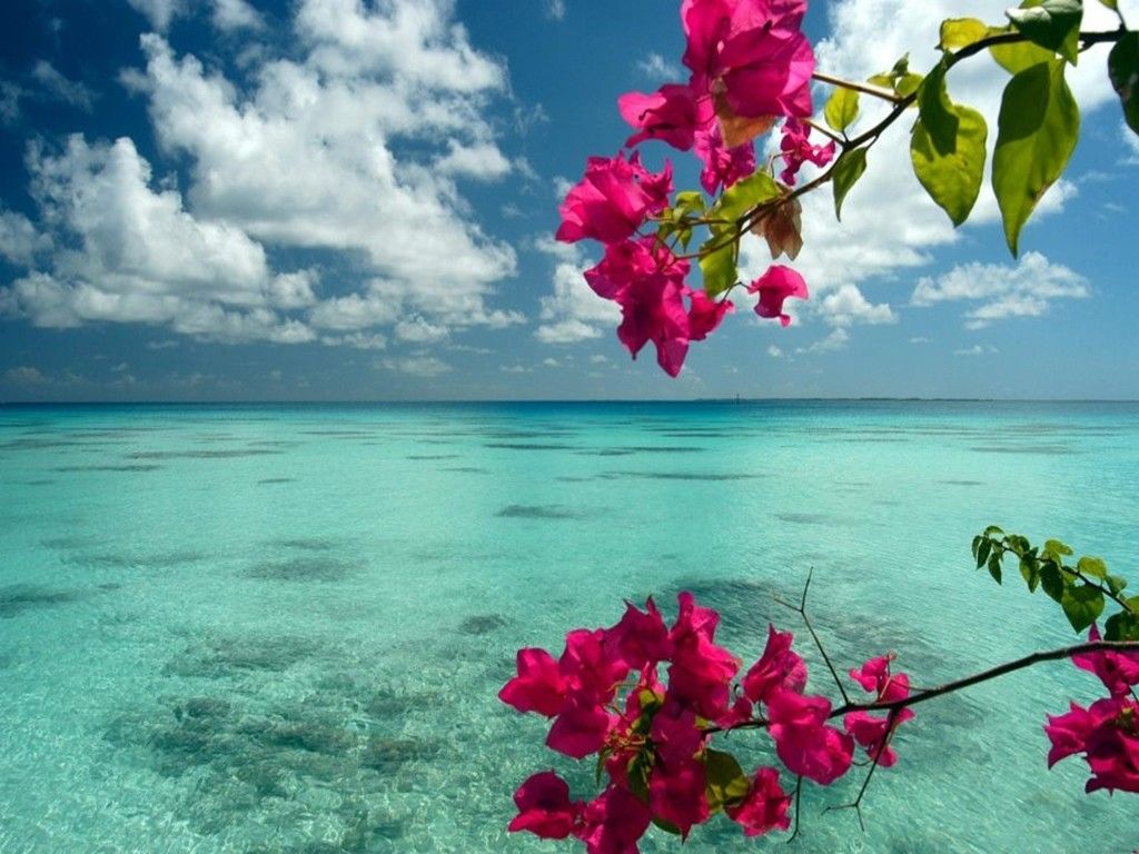 Ocean Flowers Wallpaper, HD Ocean Flowers Background on WallpaperBat
