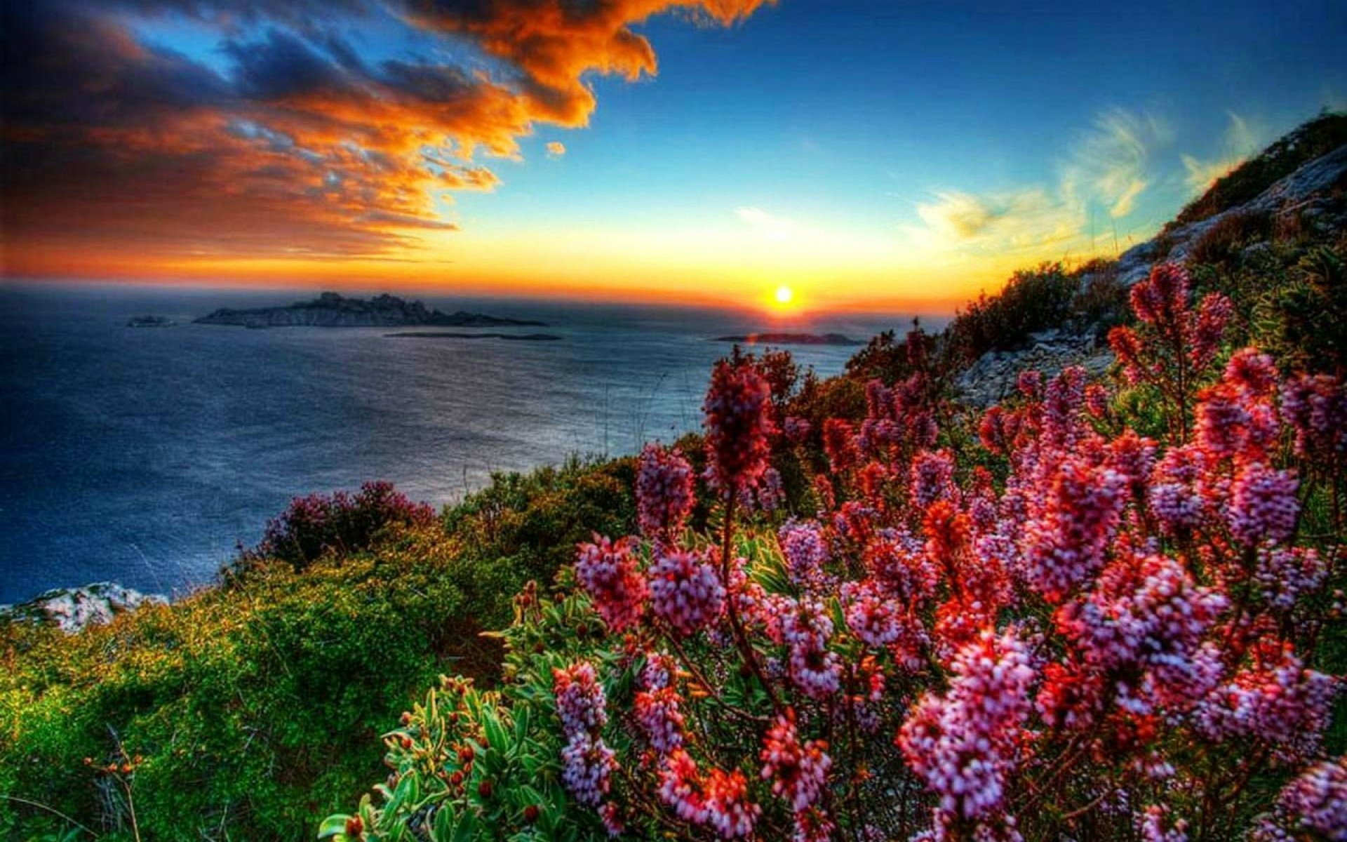 Spring Bloom by the Ocean Horizon: Stunning Coastal Nature HD Wallpaper