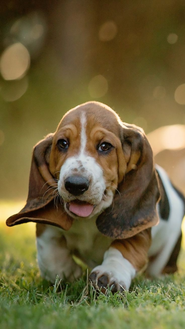 Three Basset Hound puppies joyfully running in grass in Placerville