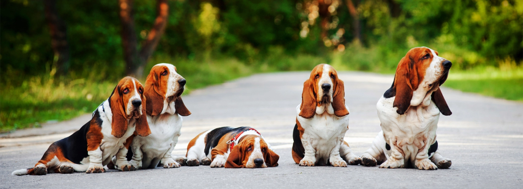 Basset Hound Breed information & Picture