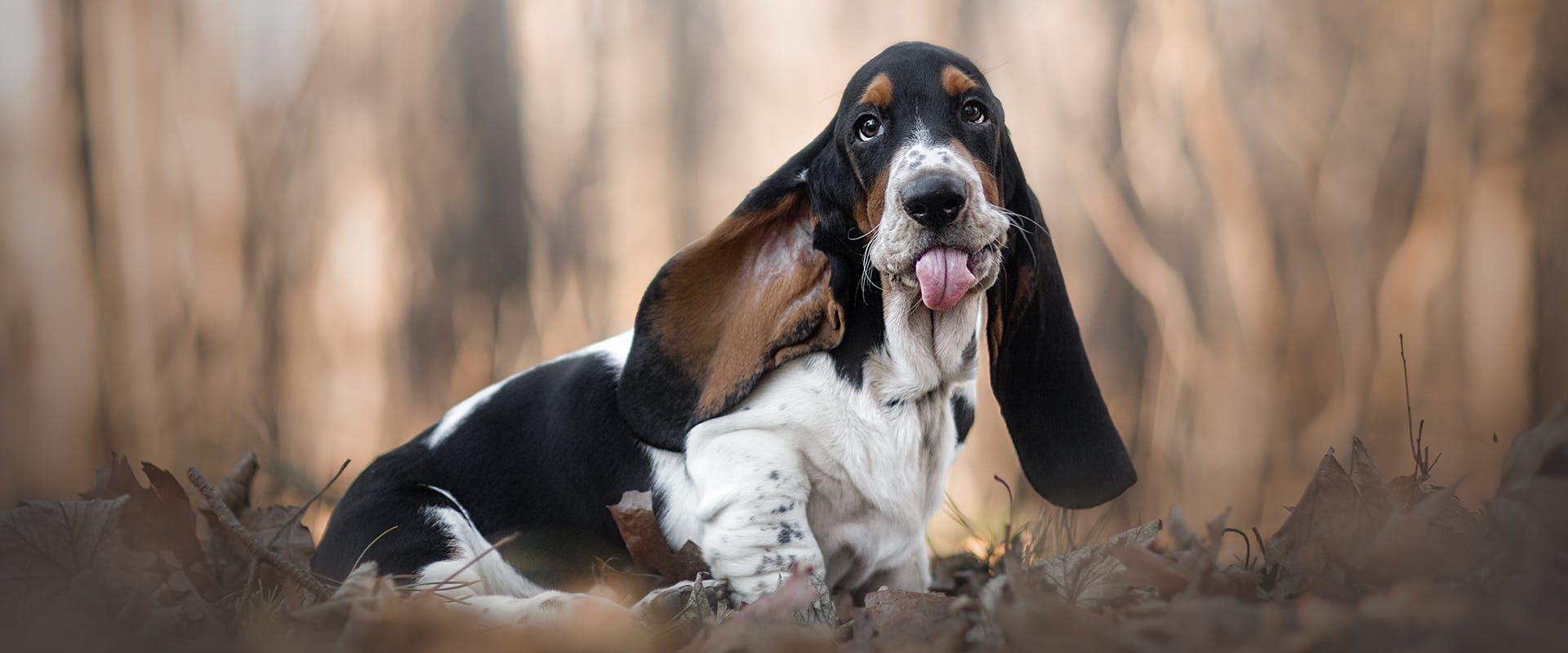 Everything You Need to Know About Basset Hound Puppies