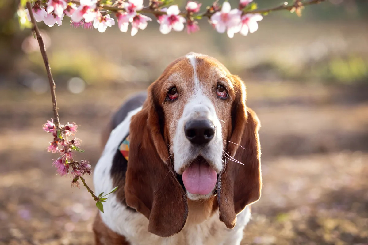 Basset Hound Puppy Giving Mom Gentle 'Smooches' Will Melt Anyone's Heart