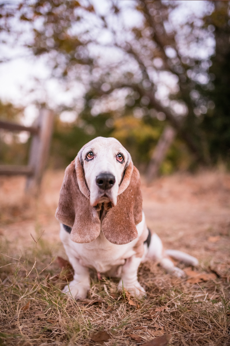 Family Dog Portraits: Basset Hounds, Buford & Waffles. Westway Studio. San Diego, CA