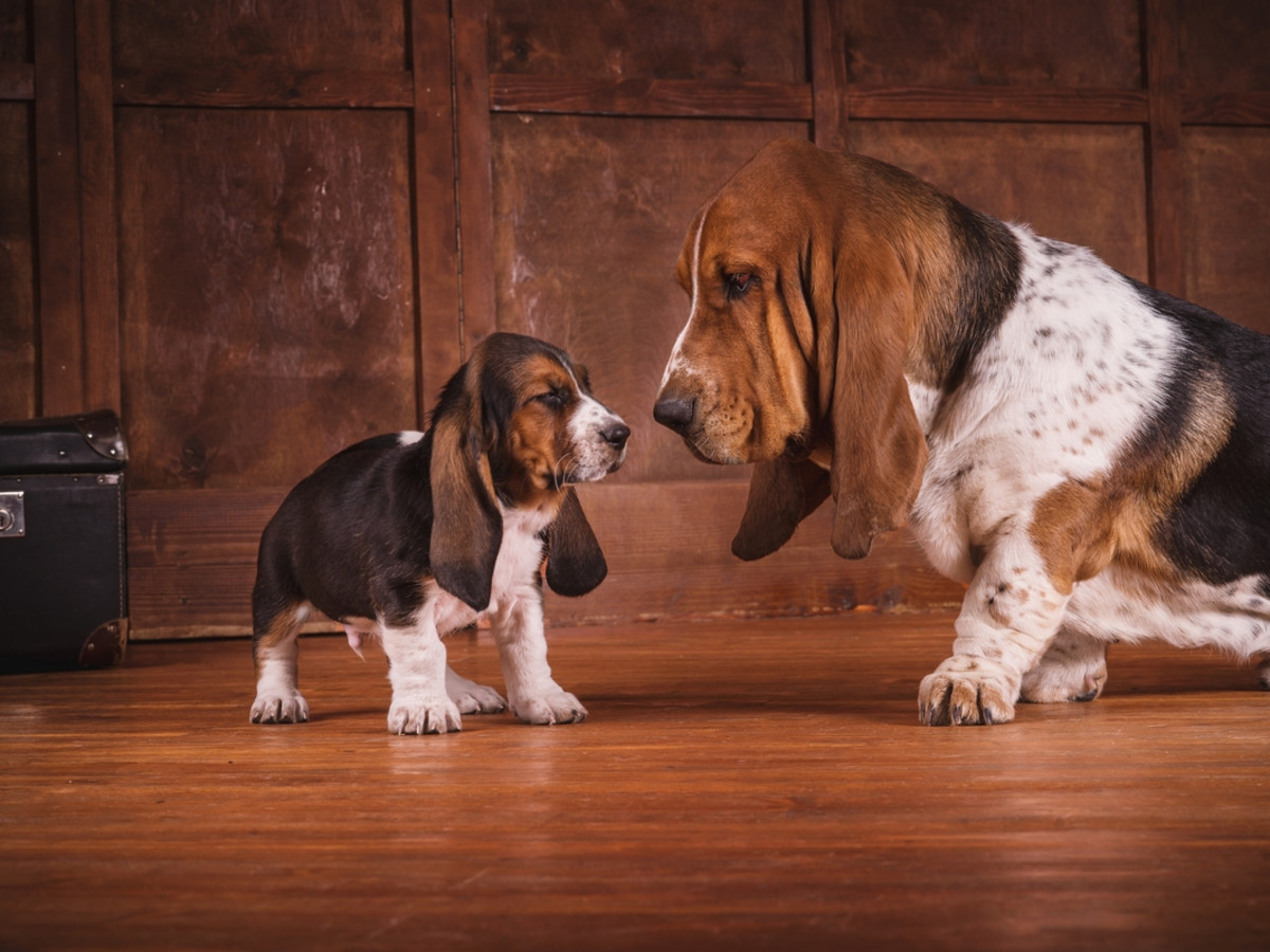 Basset Hound's Pure Love for His Tiny Puppy Sister Will Make Anyone Melt