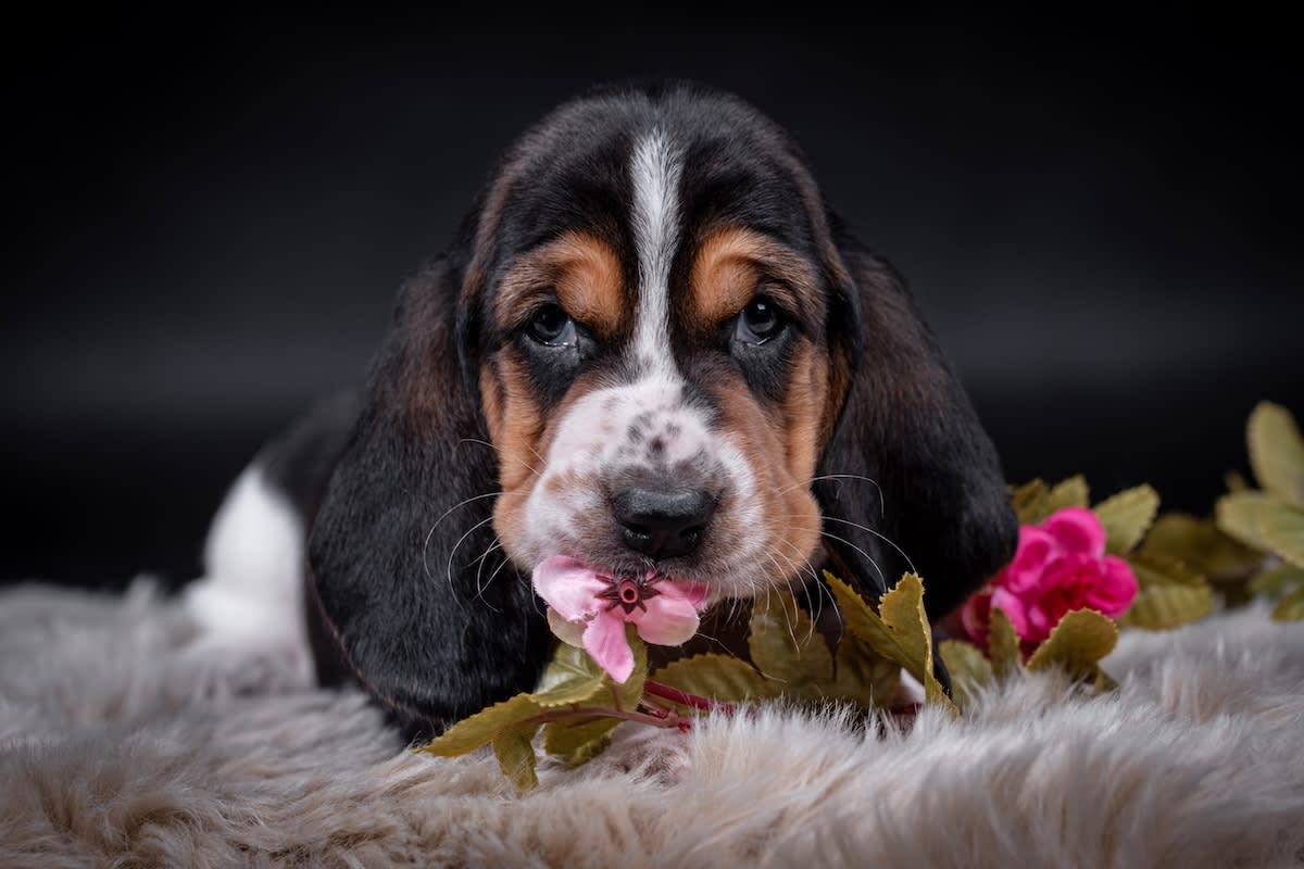 Basset Hound Puppies' First Visit to 'Tractor Supply' Is Overflowing with Cuteness