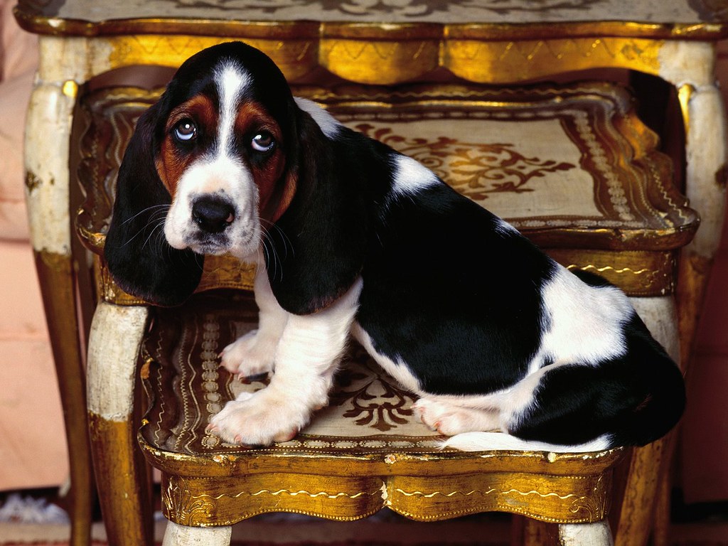 Table Topper, Basset Hound. Find more cute puppies wallpape