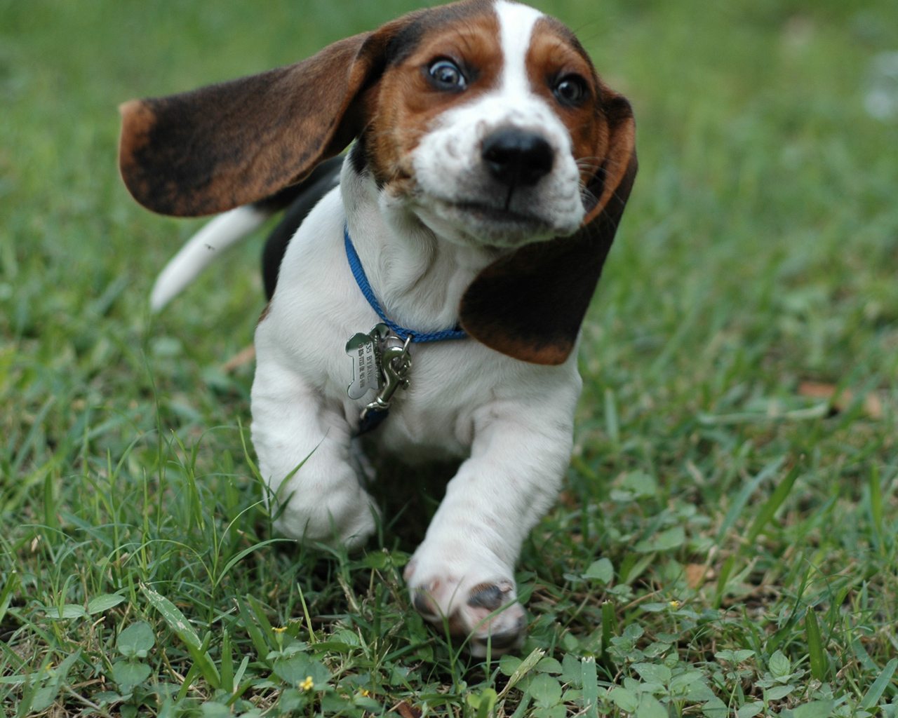 Funny Basset Hound dog photo and wallpaper. Beautiful Funny Basset Hound dog picture