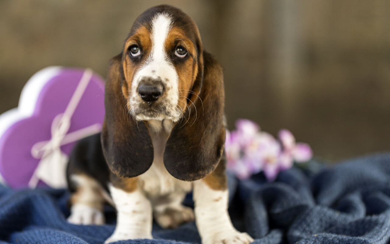Basset Hound Pet Insurance