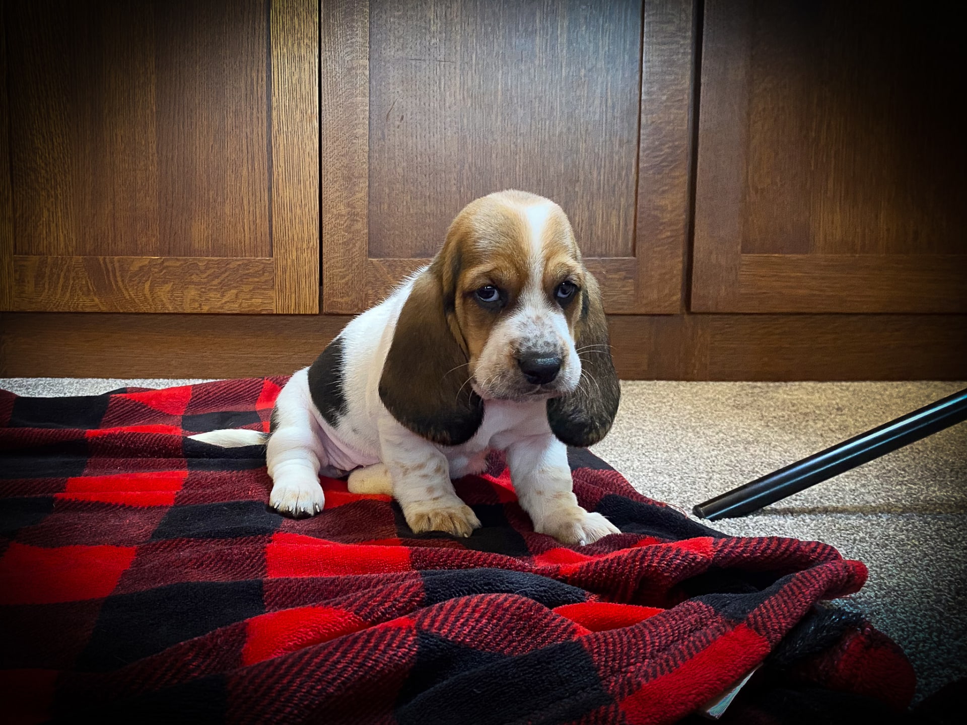 Basset Hound Weeks Old Picture Of Baby Basset Hounds Online