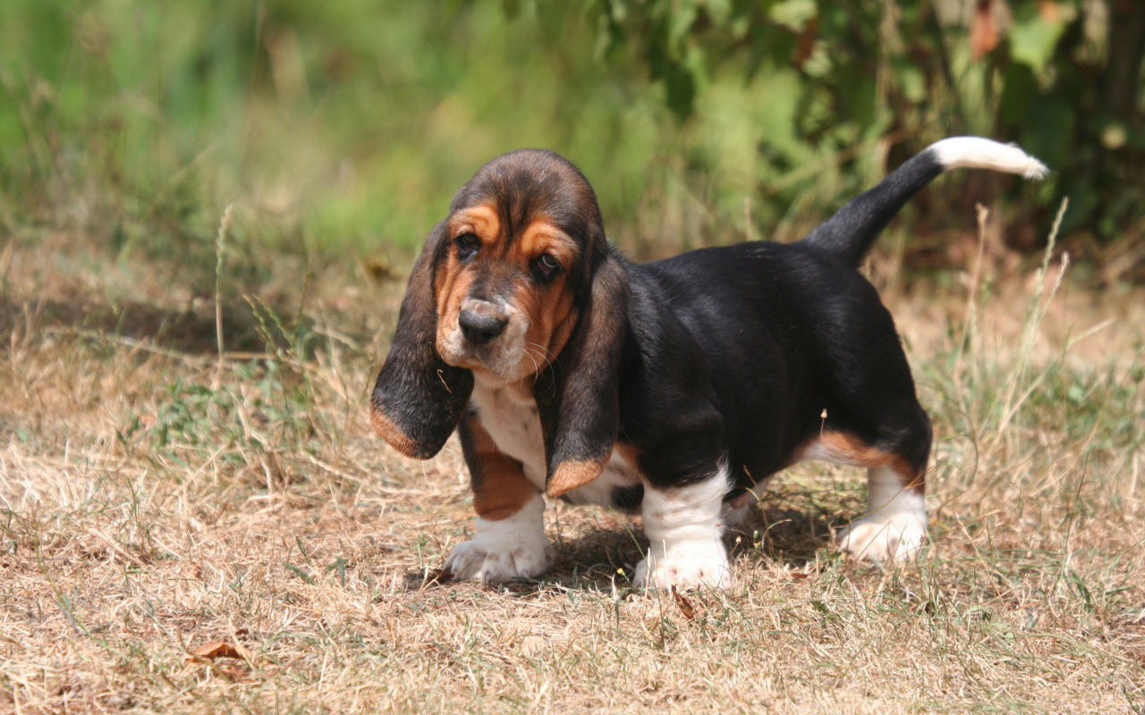 Beautiful puppy basset hound in nature Desktop wallpaper 1280x800