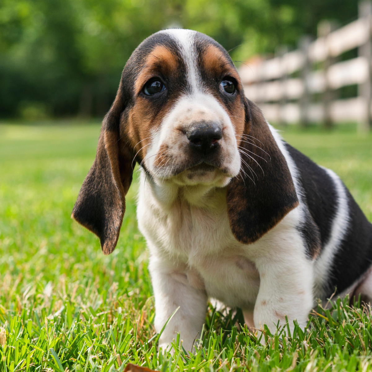 Adorable Basset Hound Puppies on the Run Are So Full of Maximum Cuteness