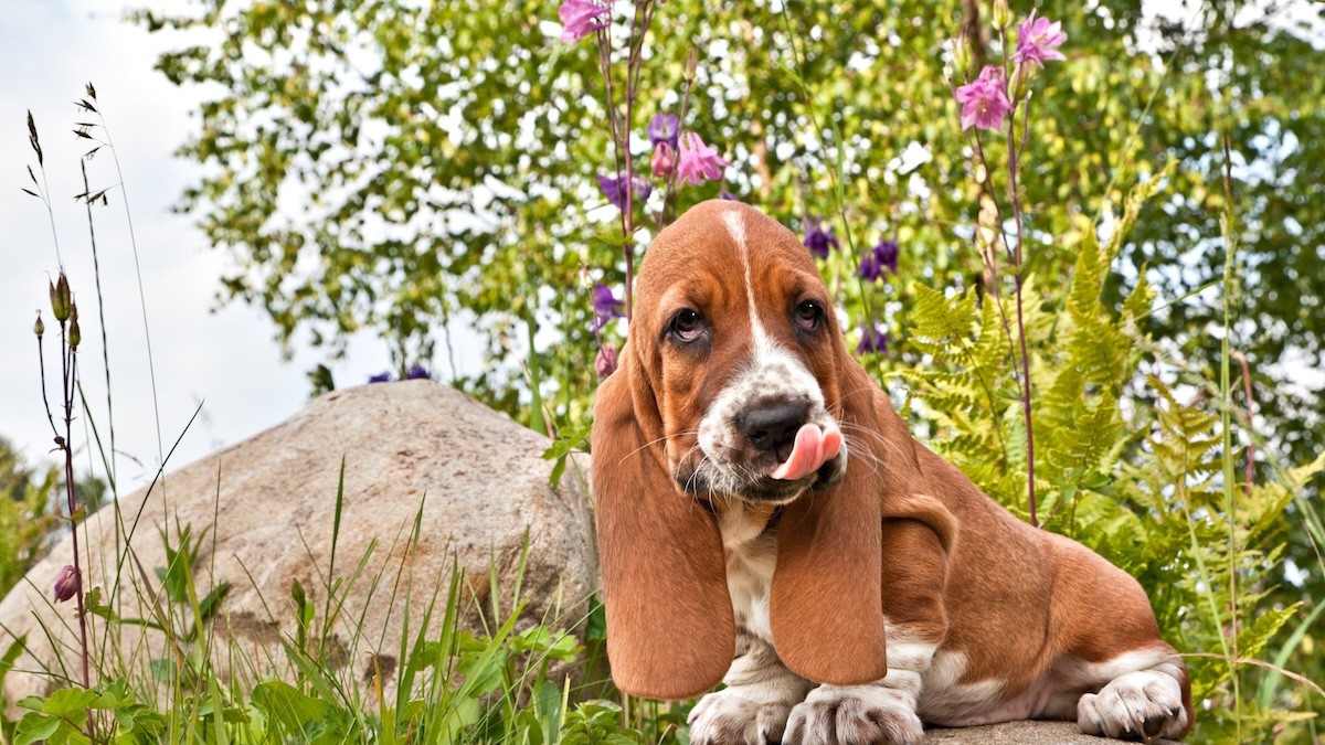 Basset Hound Puppy Has Most Precious Reaction to Being Told He's a 'Good Boy'