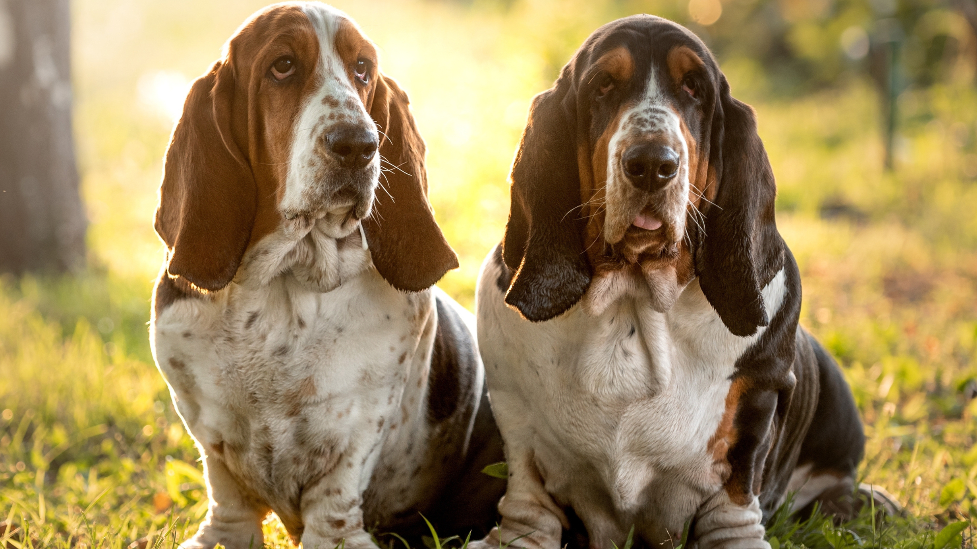 Basset Hounds Having Fight Lying on the Ground Is the Laziest Thing Ever