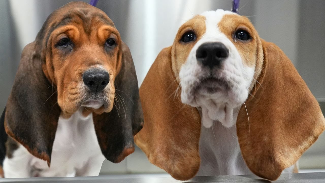 CAUTION: The Most Chonky Wrinkly Adorable Puppies You'll Ever See. Basset Hound Puppies