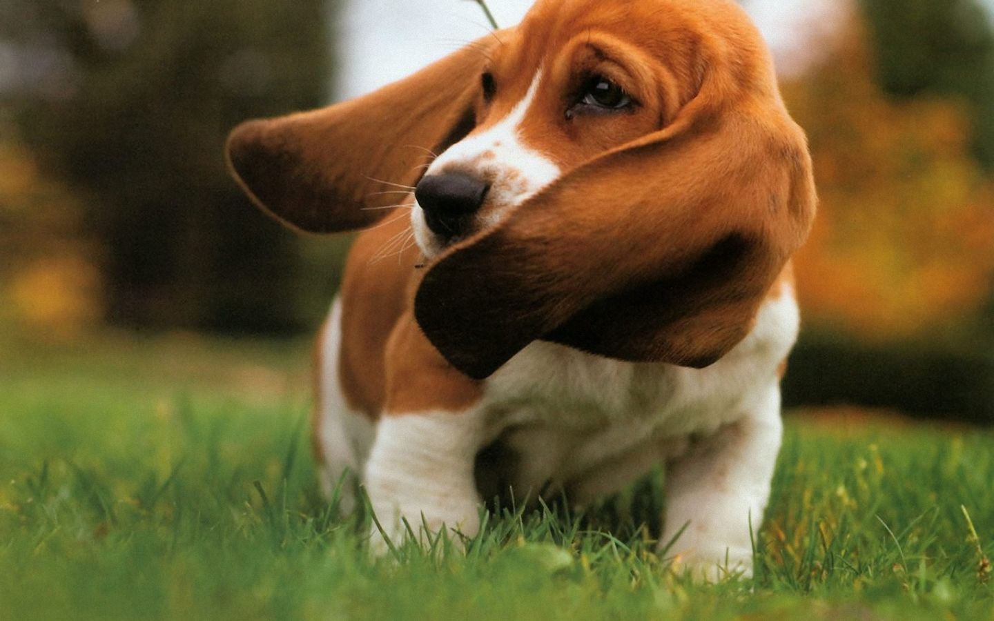 Basset Hound Wallpaper 7