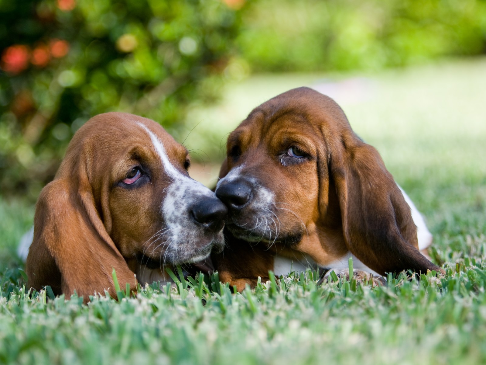 Heartwarming Moment Basset Hound Patiently Teaches Puppy To Use Dog Door