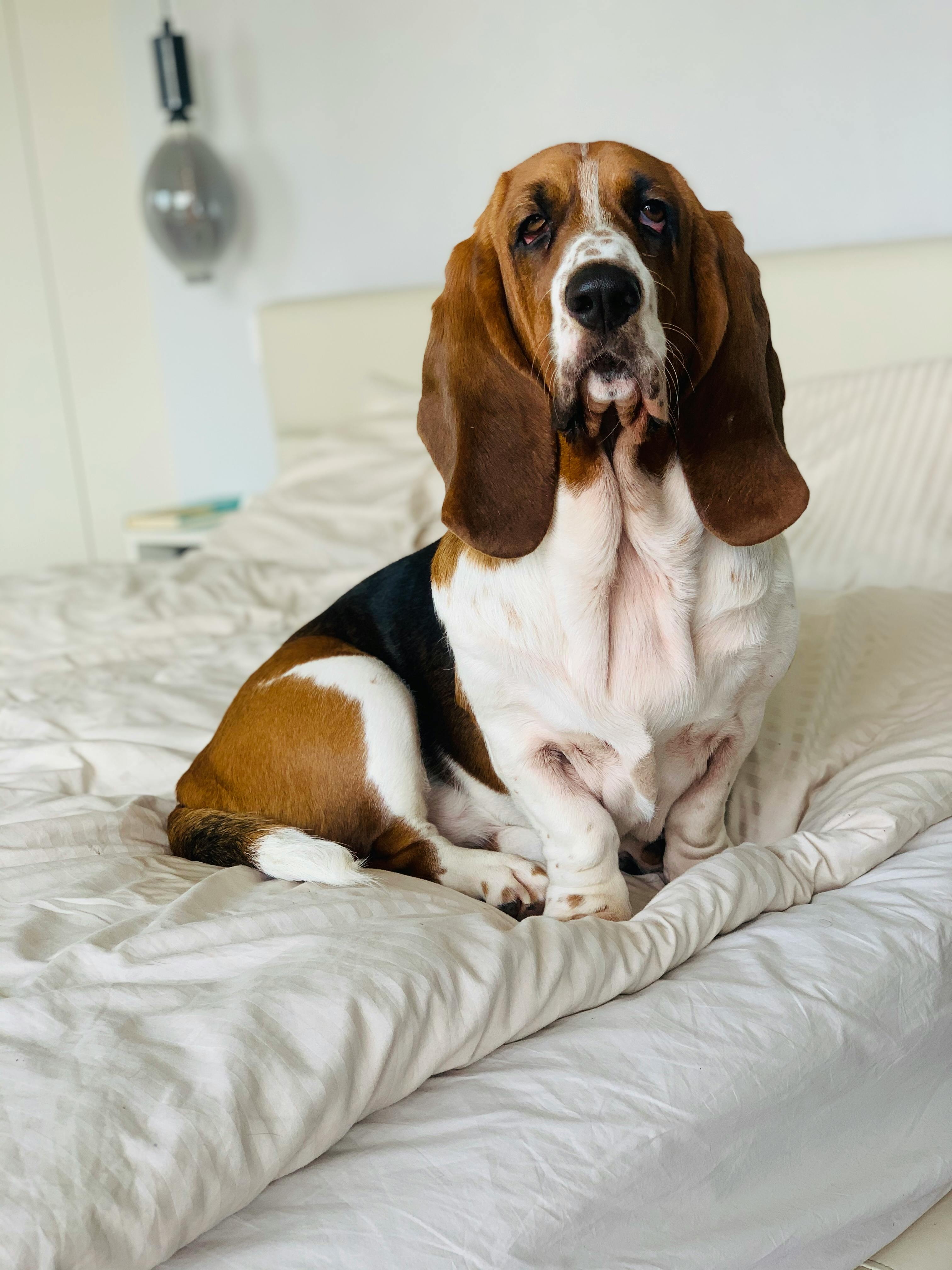 Basset Hound Sitting on the Bed · Free
