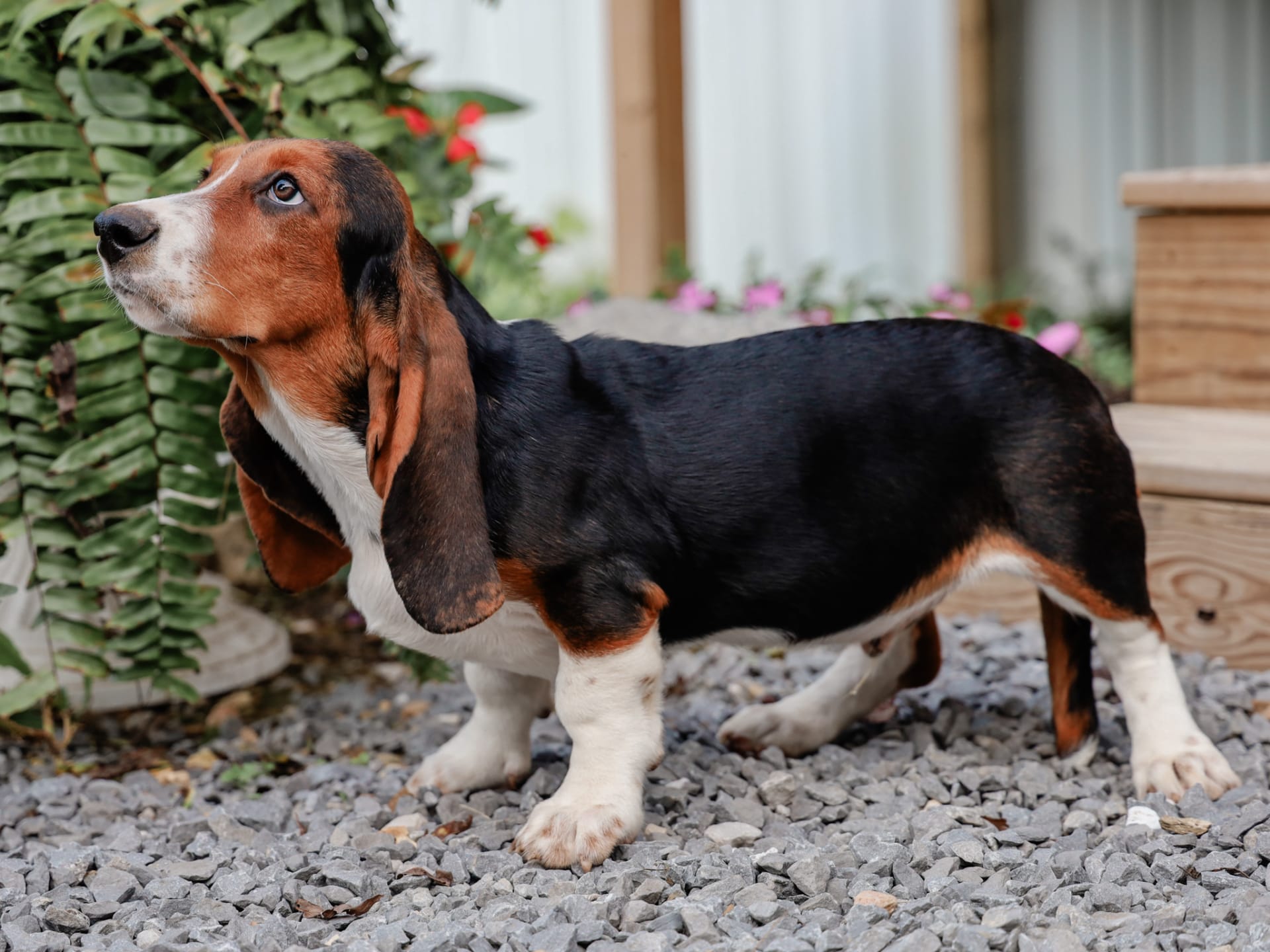 Houndsabound Senior Basset Hound Basset Hound Puppy Red And File Longhaired Basset Hound Shaded