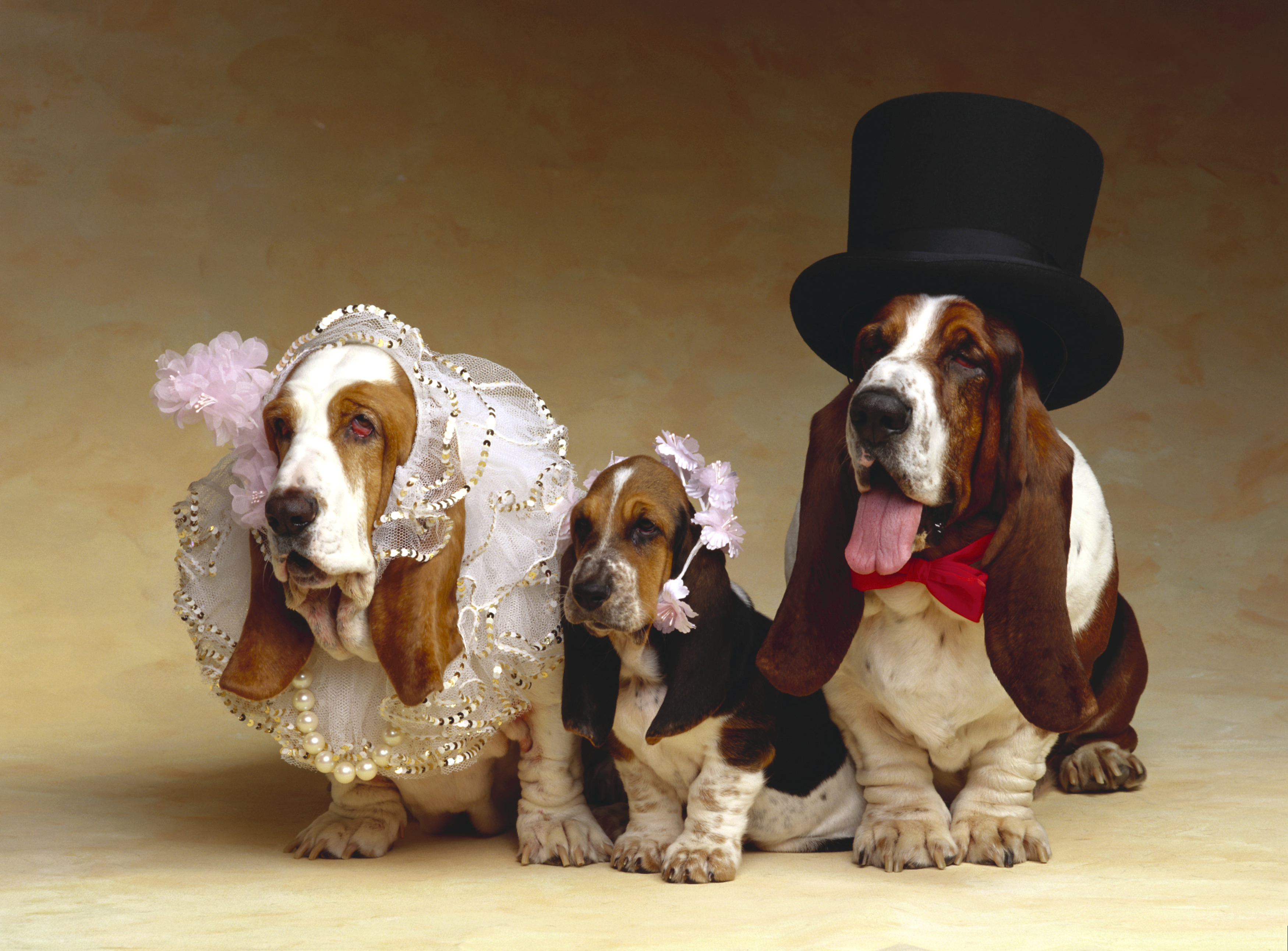 Picture Puppy Basset Hound dog Hat Three 3 animal 3500x2585