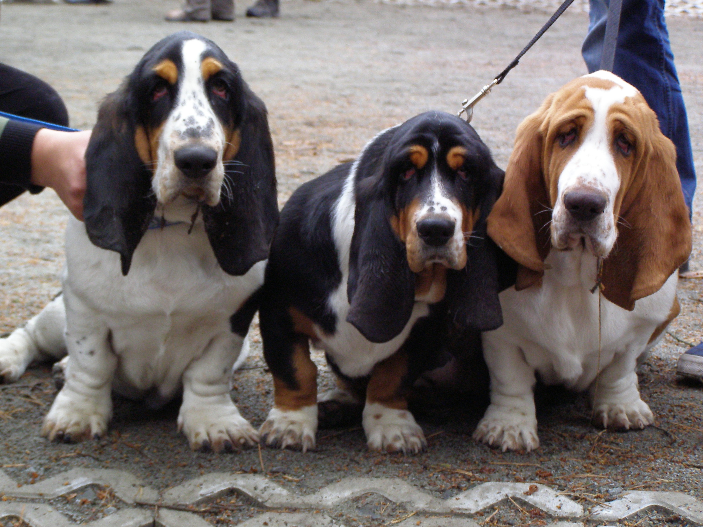 Basset hound puppies