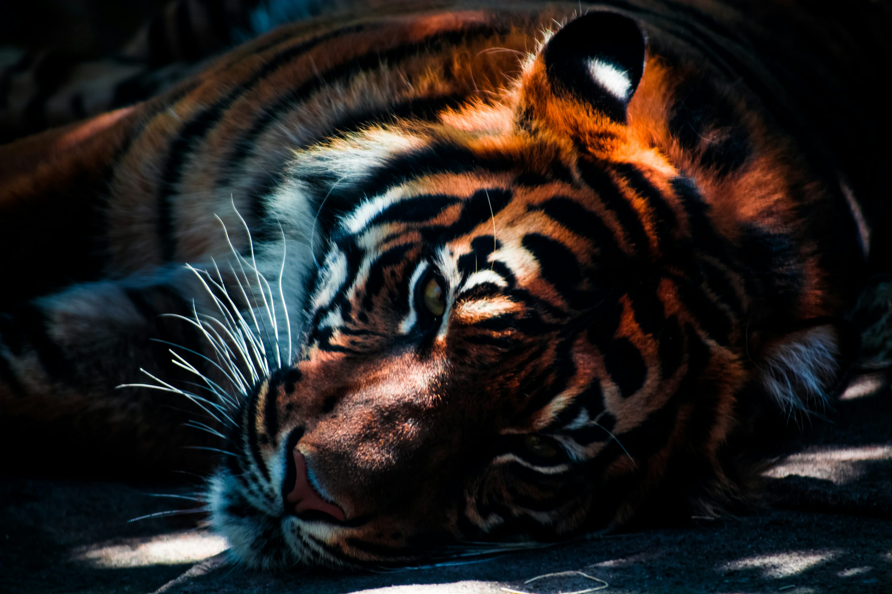 Tiger Wallpaper 4K & HD Downloads