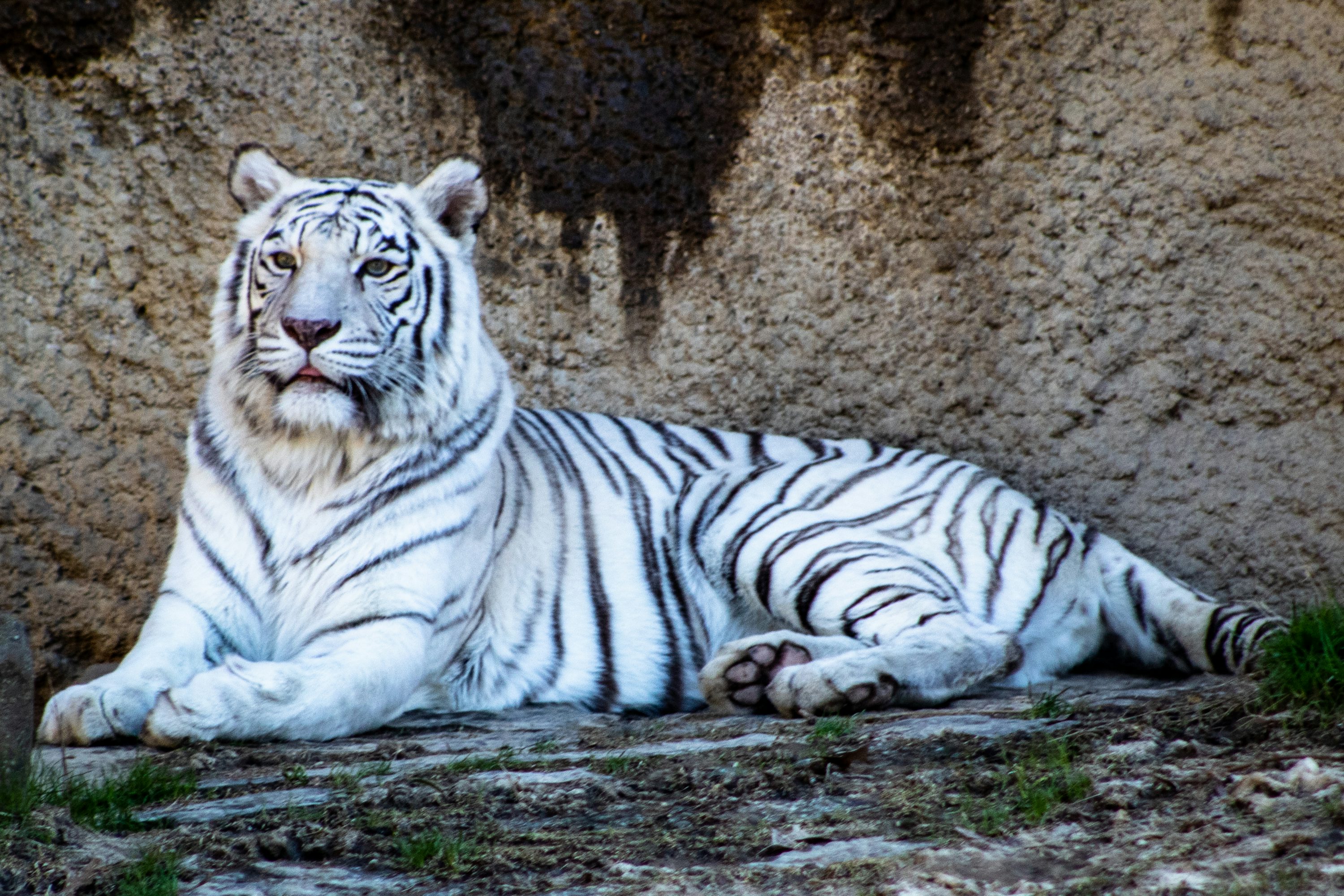 White Tiger Picture HD