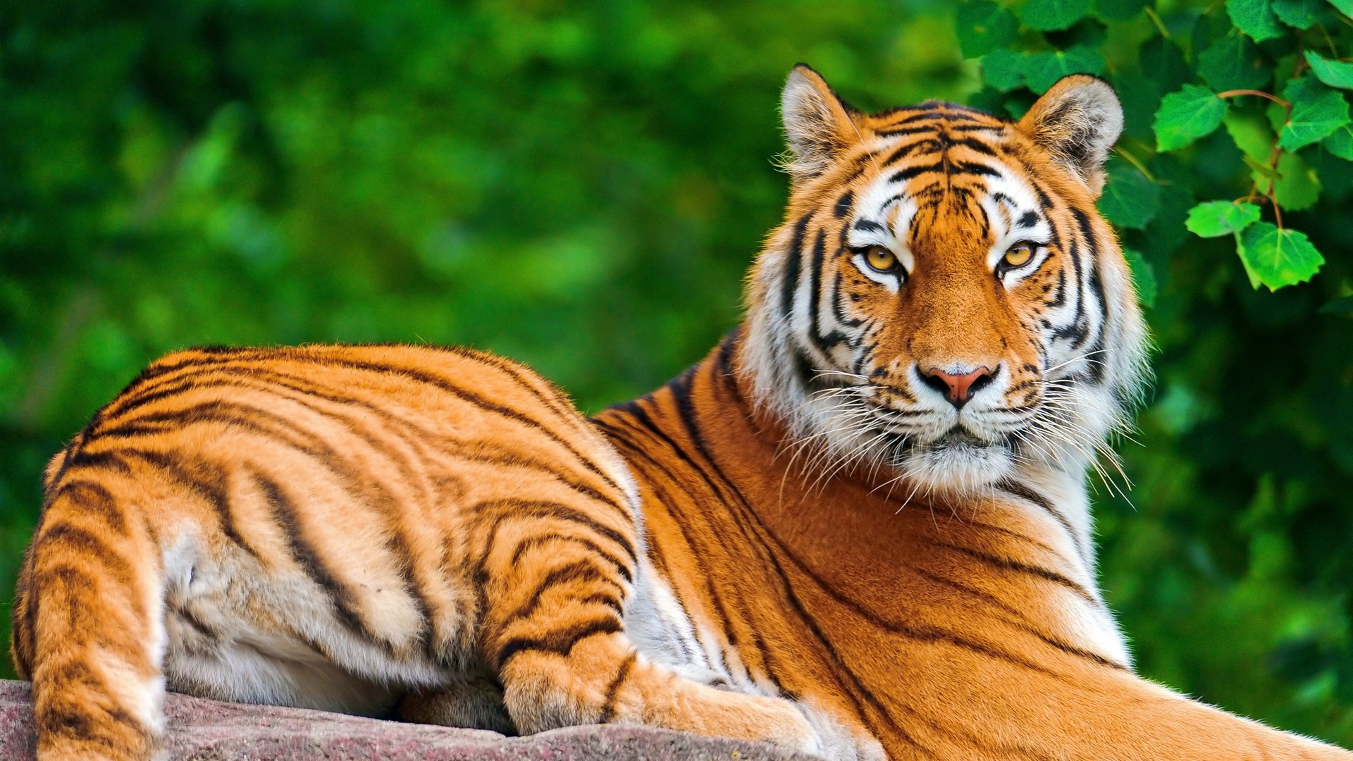 Majestic Tiger HD Wallpaper: A Stunning
