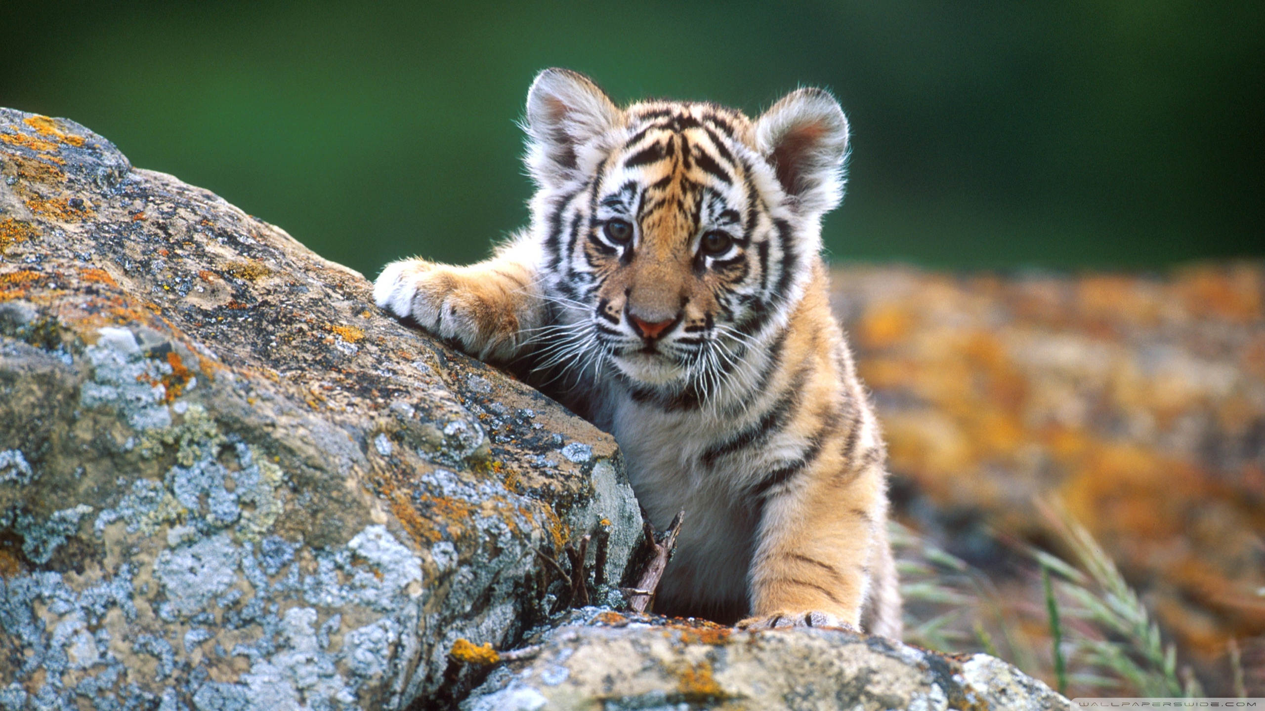 Tiger Cub 4K UHD Wallpaper for UltraHD