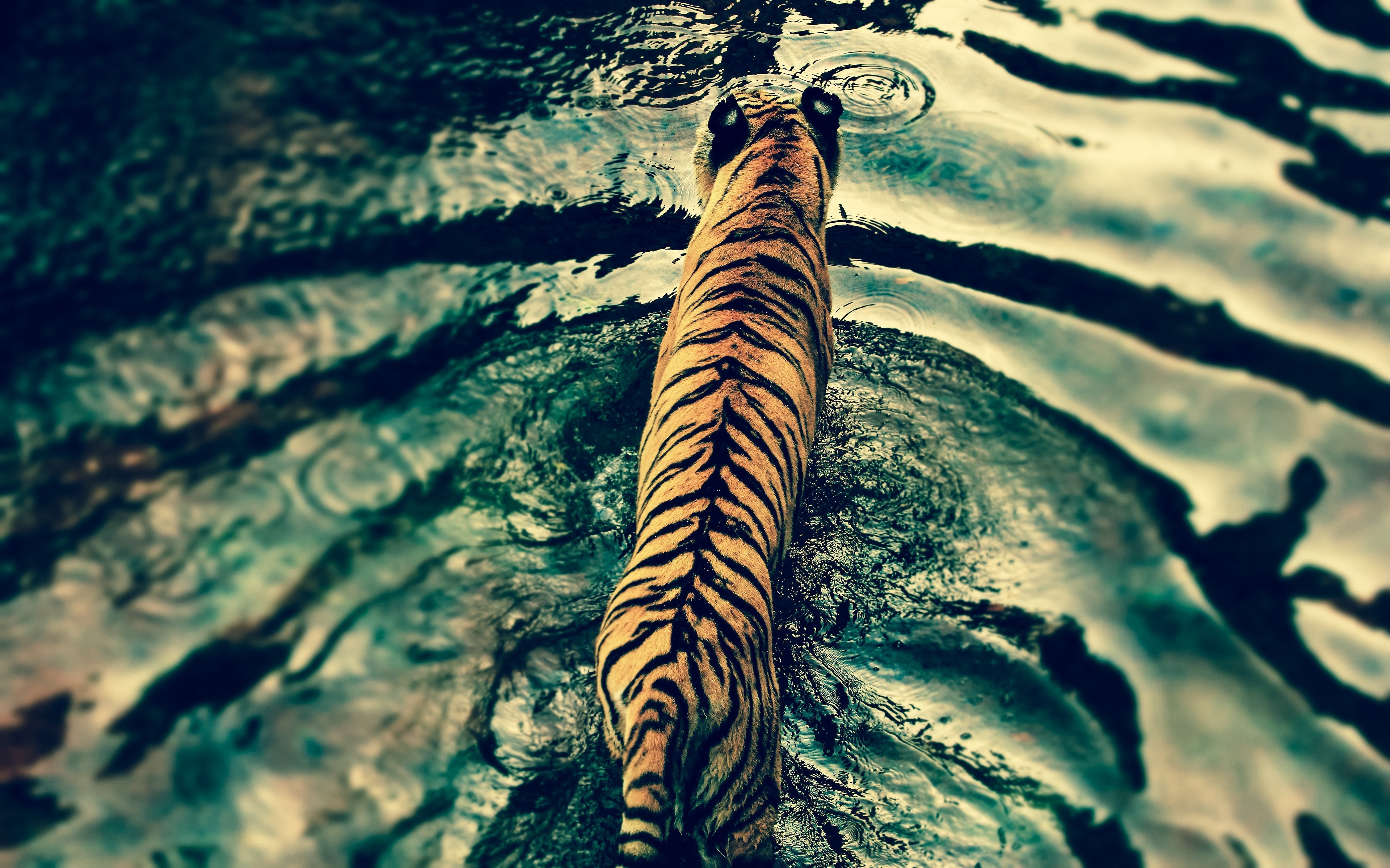 tiger, Water, Lights, Animals