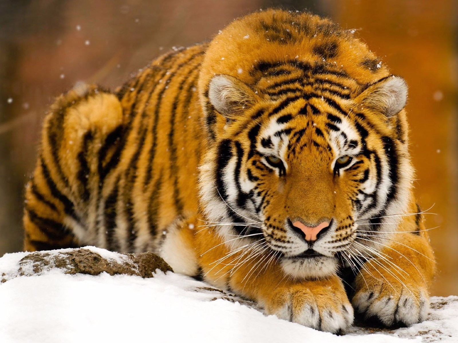 Majestic Siberian Tiger in Snow
