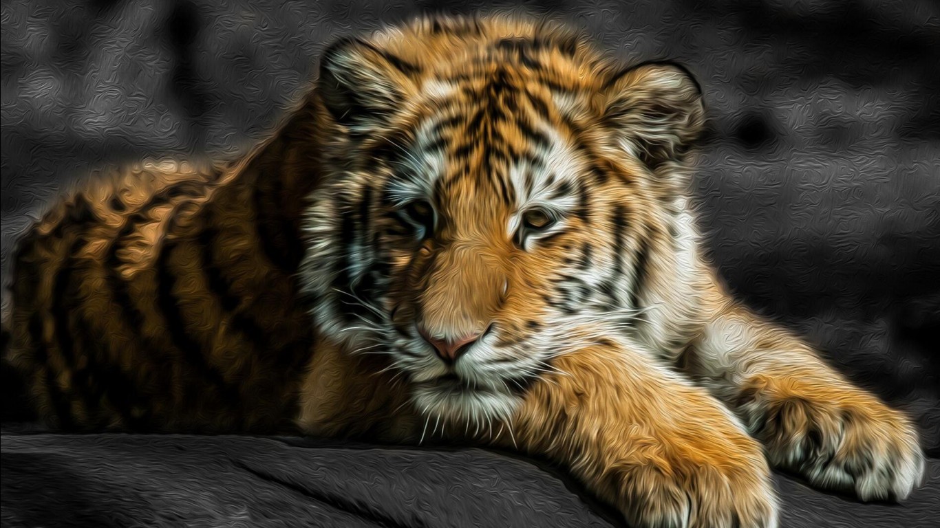 Tiger Is Lying Down On Rock In Blur