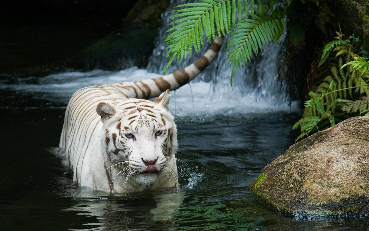 tiger, Nature, White tigers Wallpaper