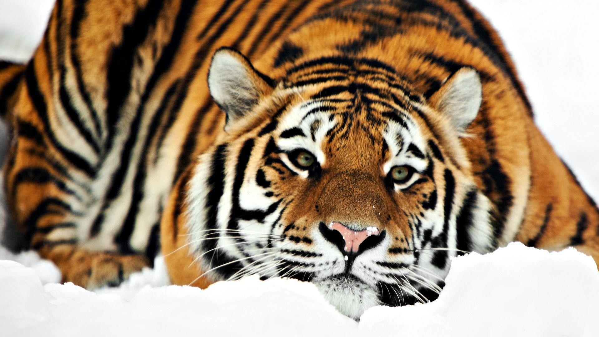 Siberian Tiger Wallpaper, HD