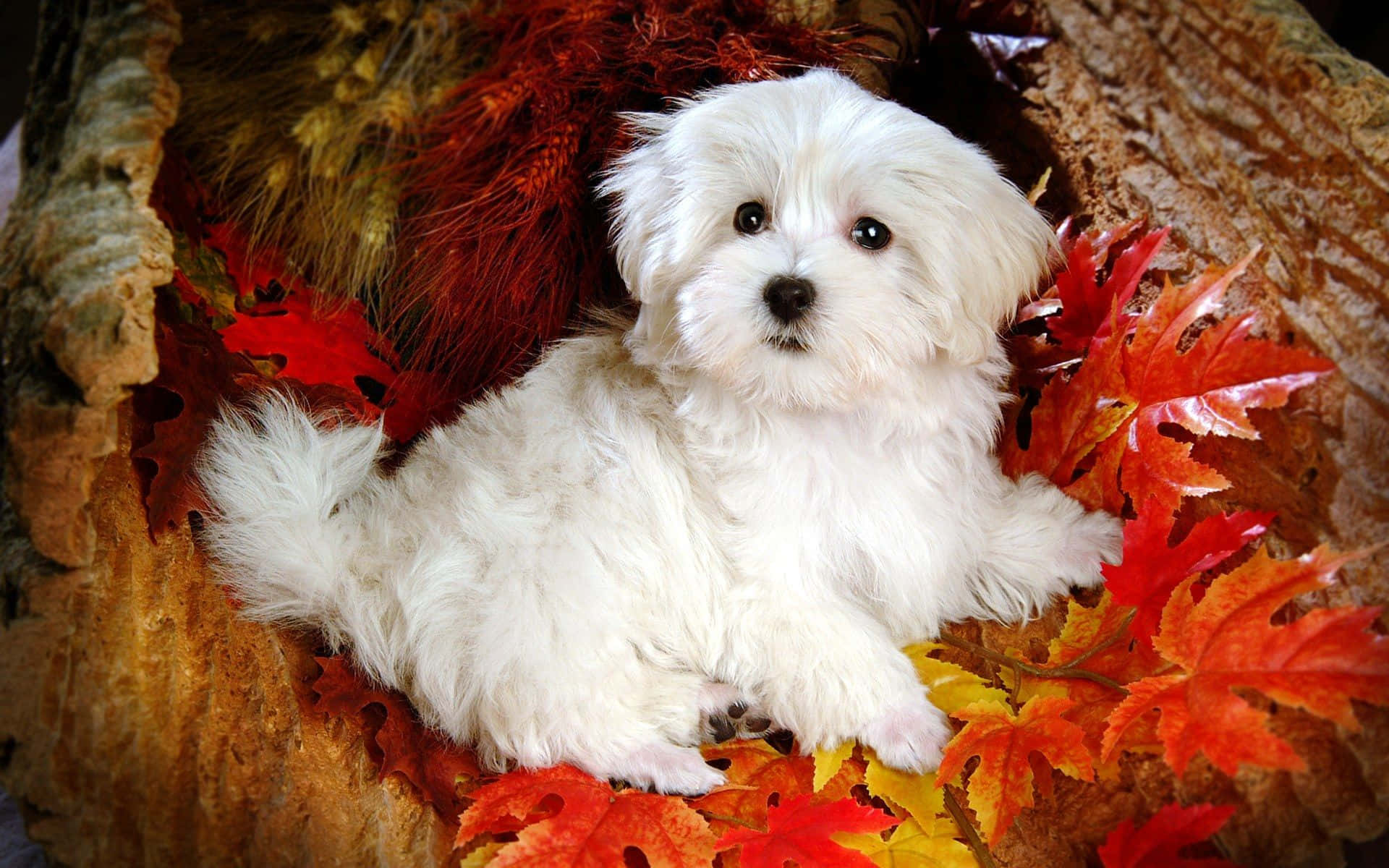 Download Adorable Puppy Lounging on a Cozy Blanket