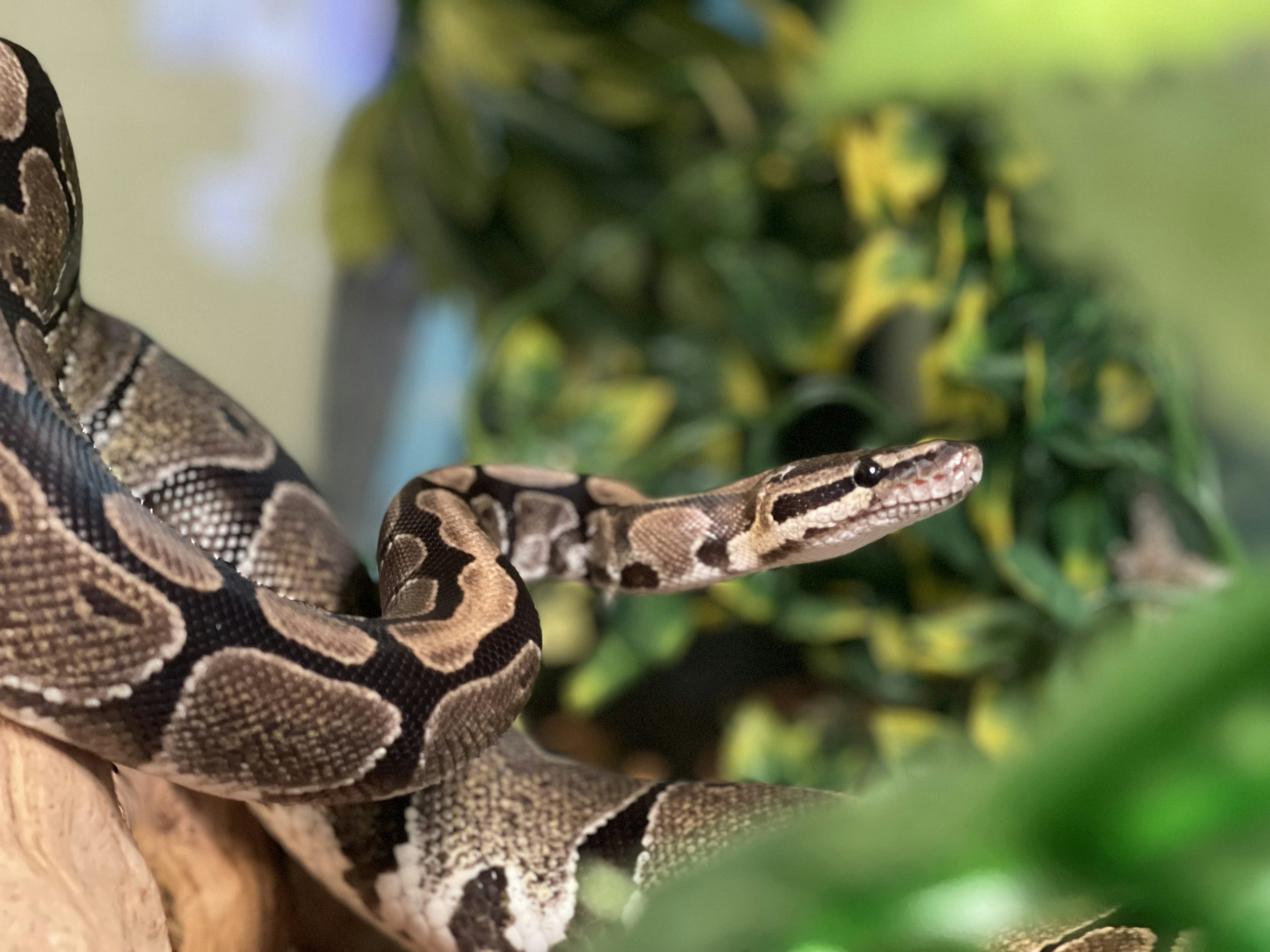 Ball Python Picture. Download Free Image