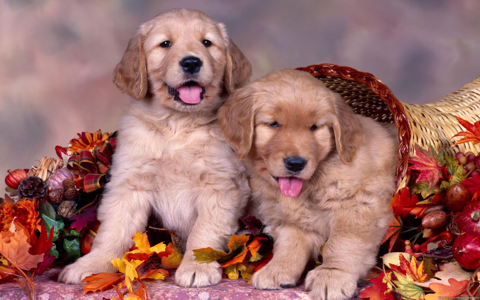 Adorable Puppy Pals HD: Cute Dogs in a Cozy Autumn Setting