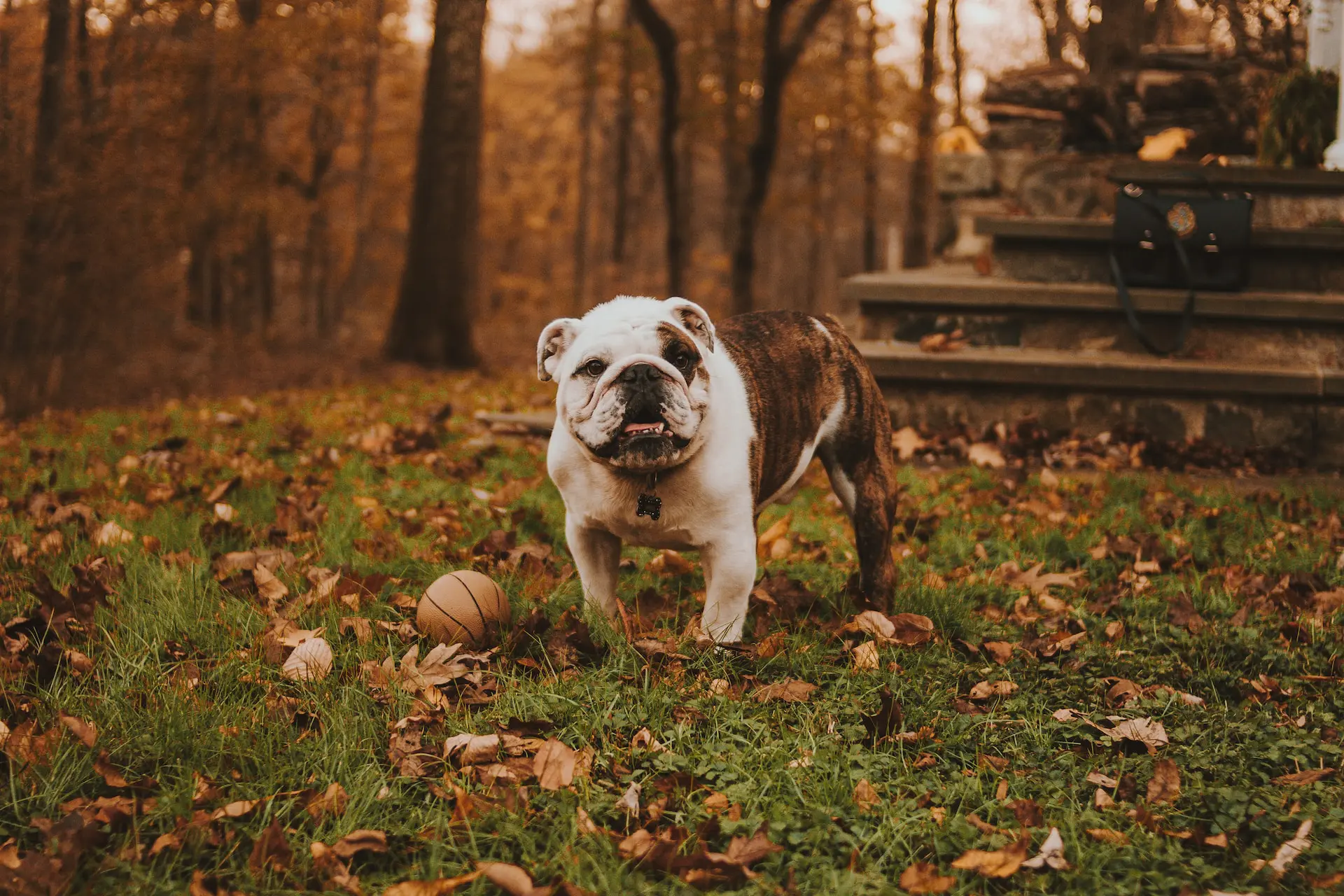 November Adventures with Your Dog: Embracing Autumn's Cozy Charm
