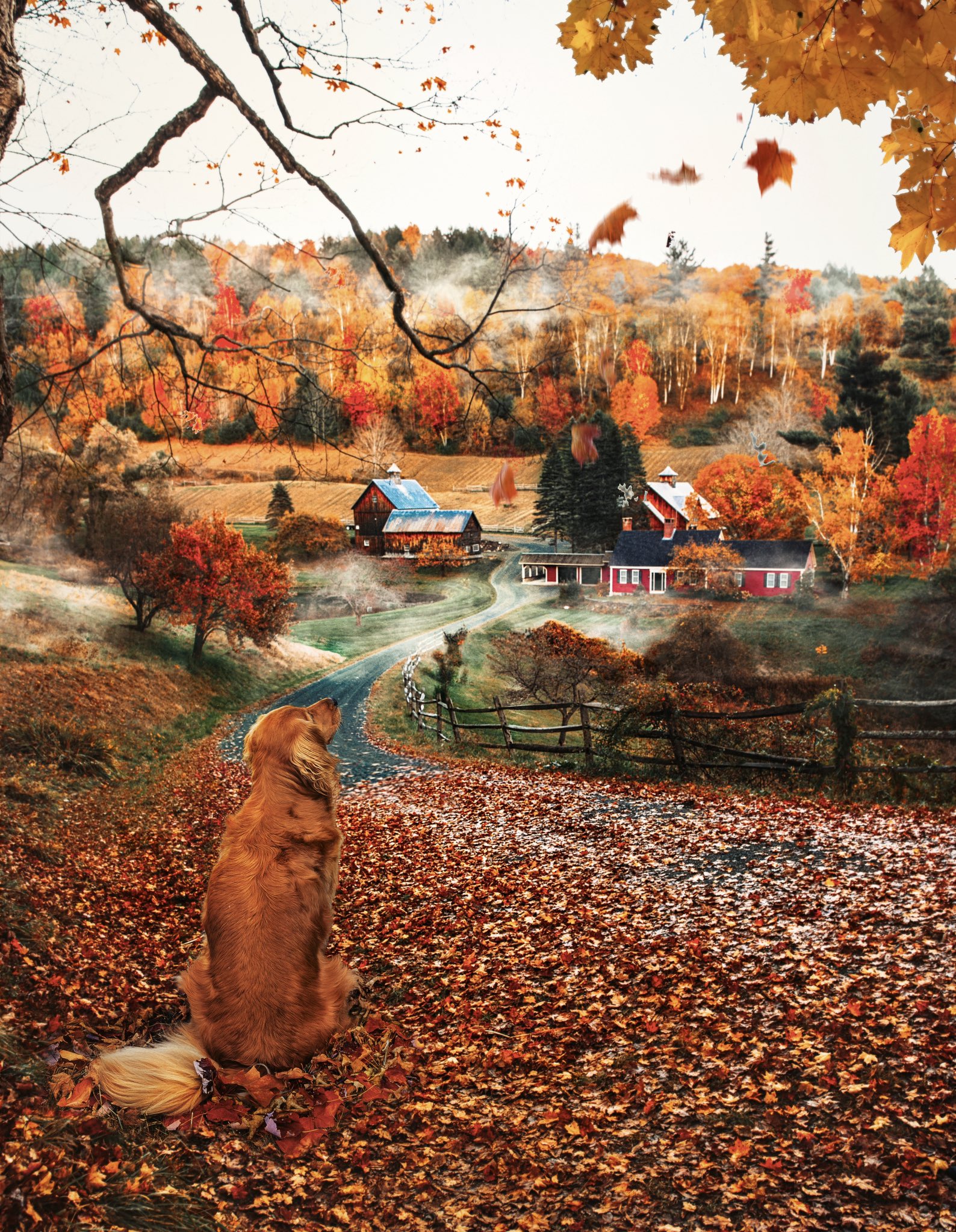 ▽ Kiel James Patrick photo of my dog inspired me to design this cozy Fall sweater. Who wants one?