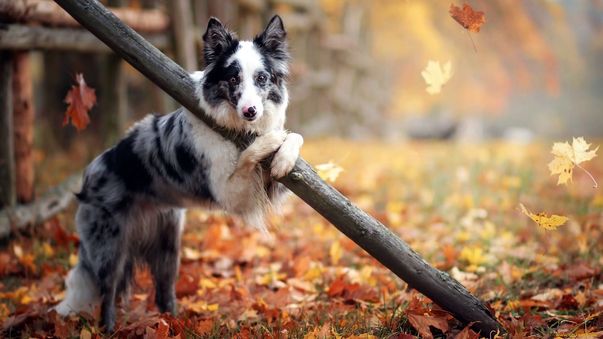 Fall Dog Wallpaper, HD Fall Dog Background on WallpaperBat