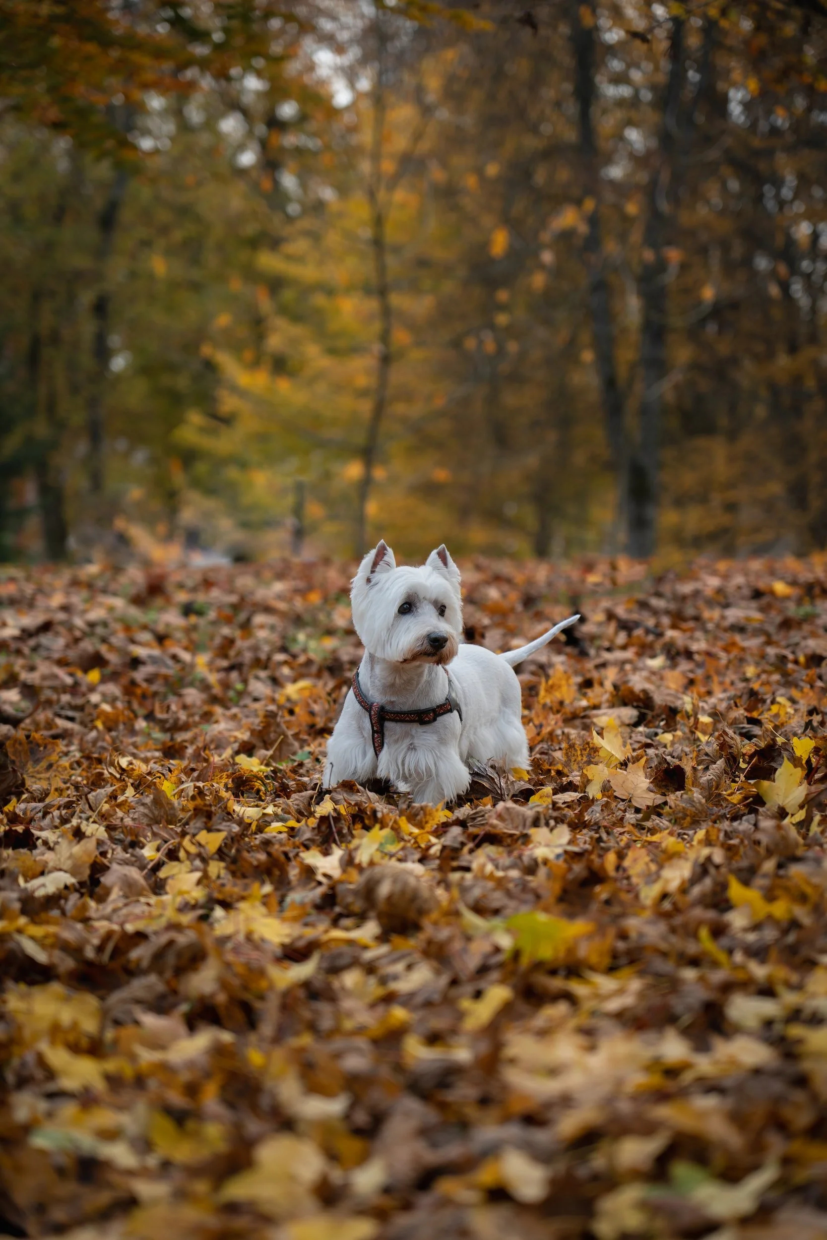 Seasonal Dog Safety Tips for Fall